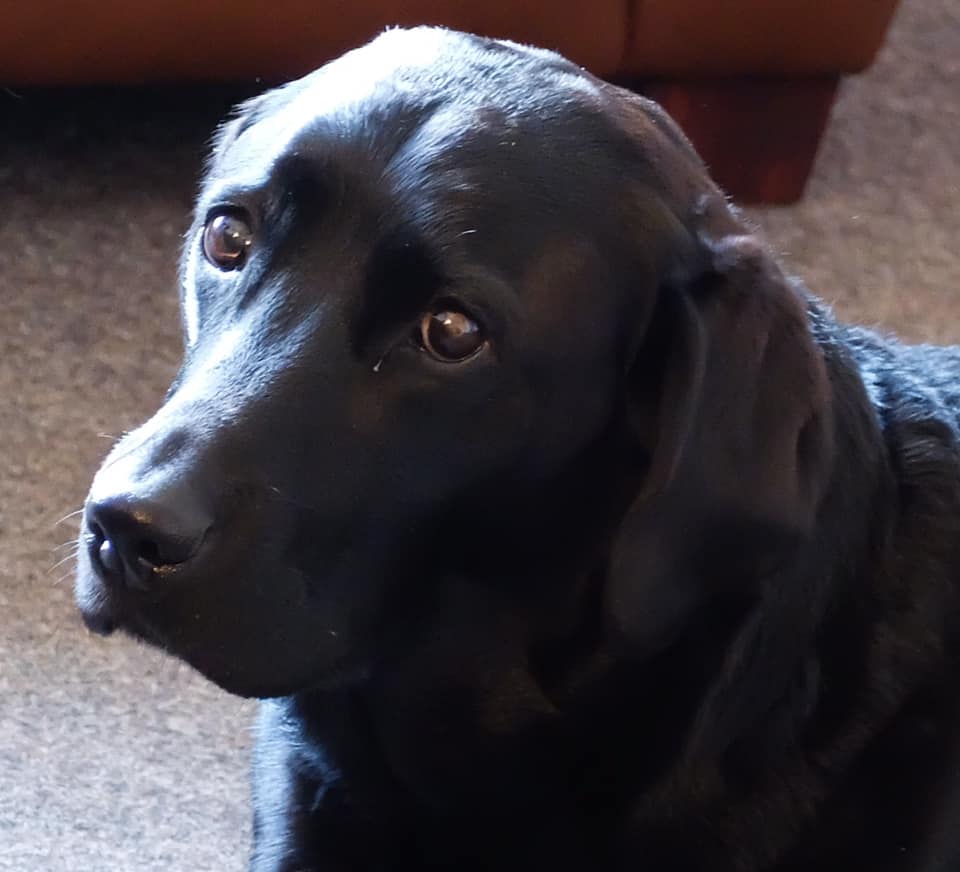 Miss RubyRhu is... - Labrador Retriever Rescue Scotland | Facebook