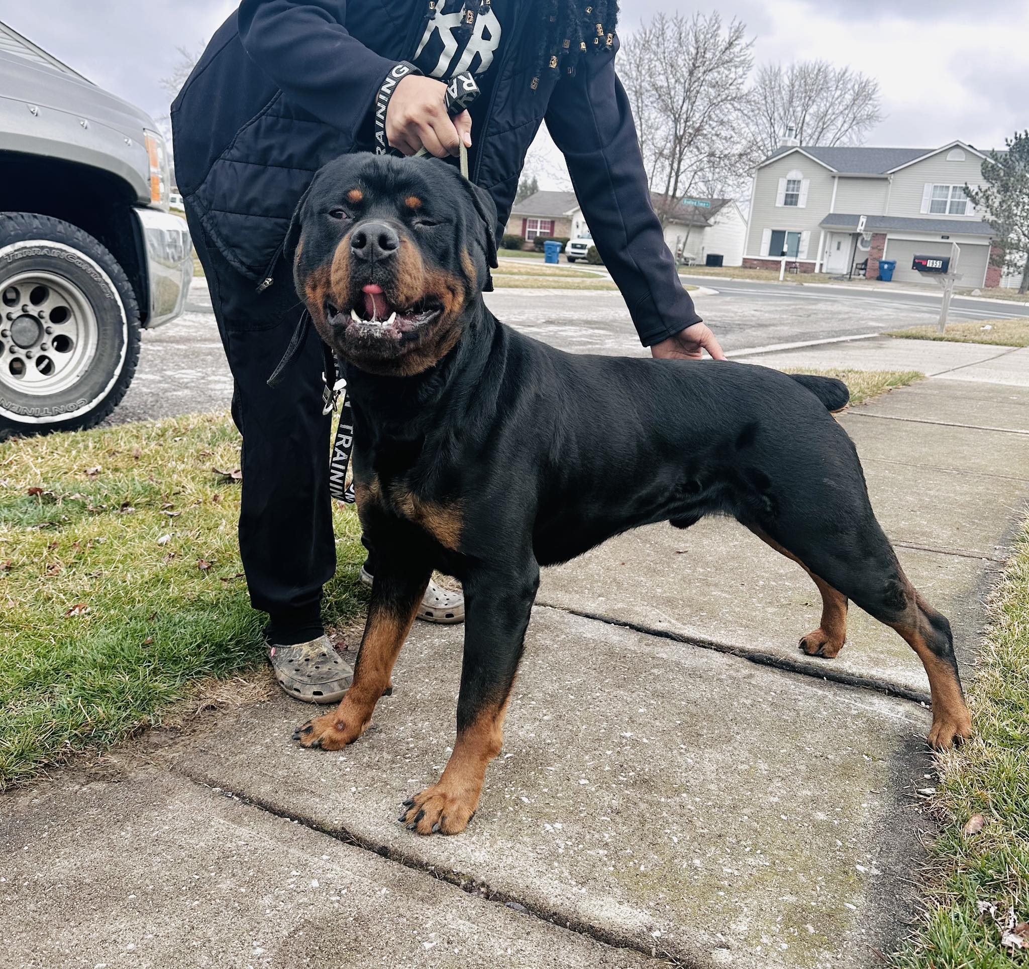 Ross Kennels Rottweilers | Indianapolis IN