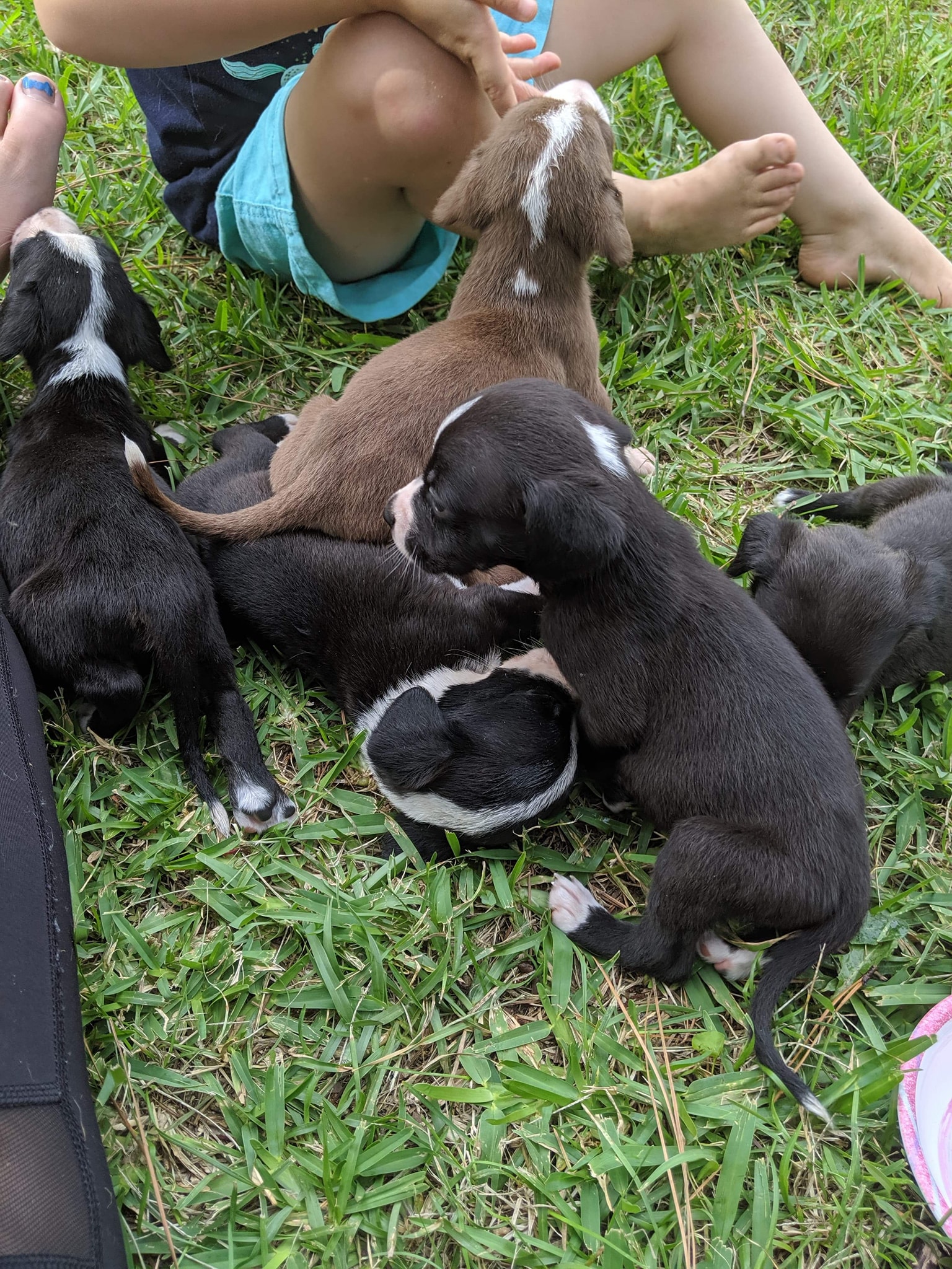 Coco's puppies... - Second Chance Ranch Rescue and Sanctuary