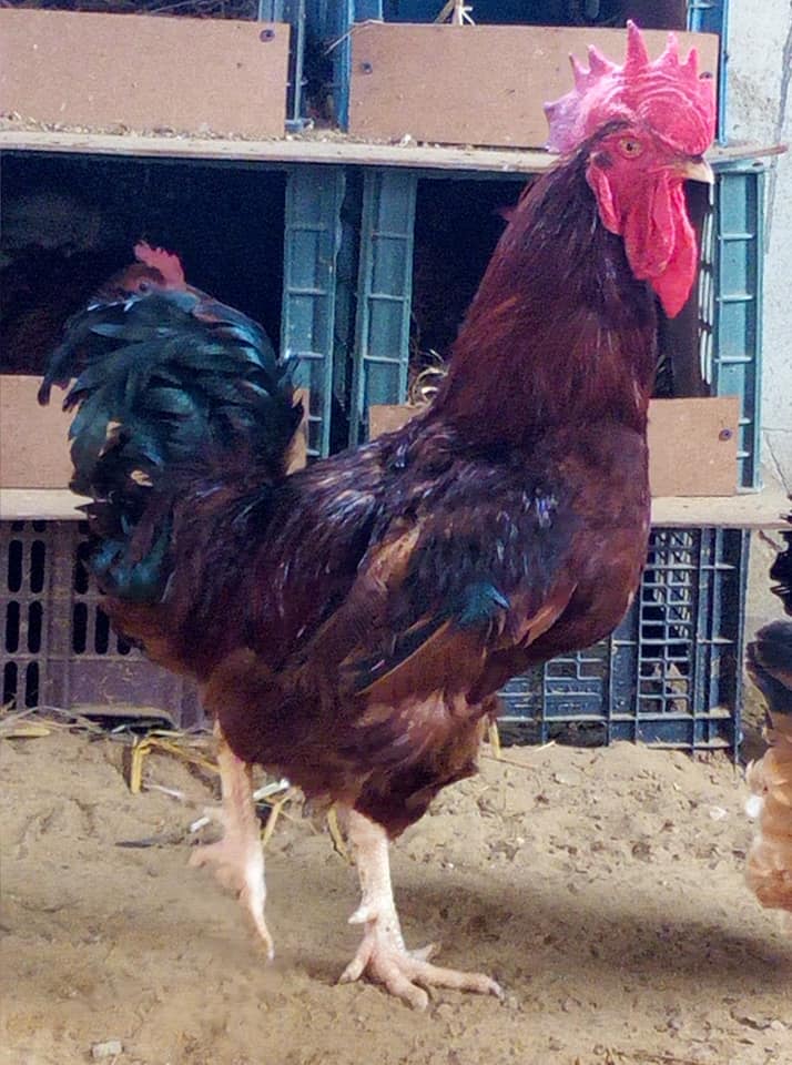 Shah Poultry | Karachi