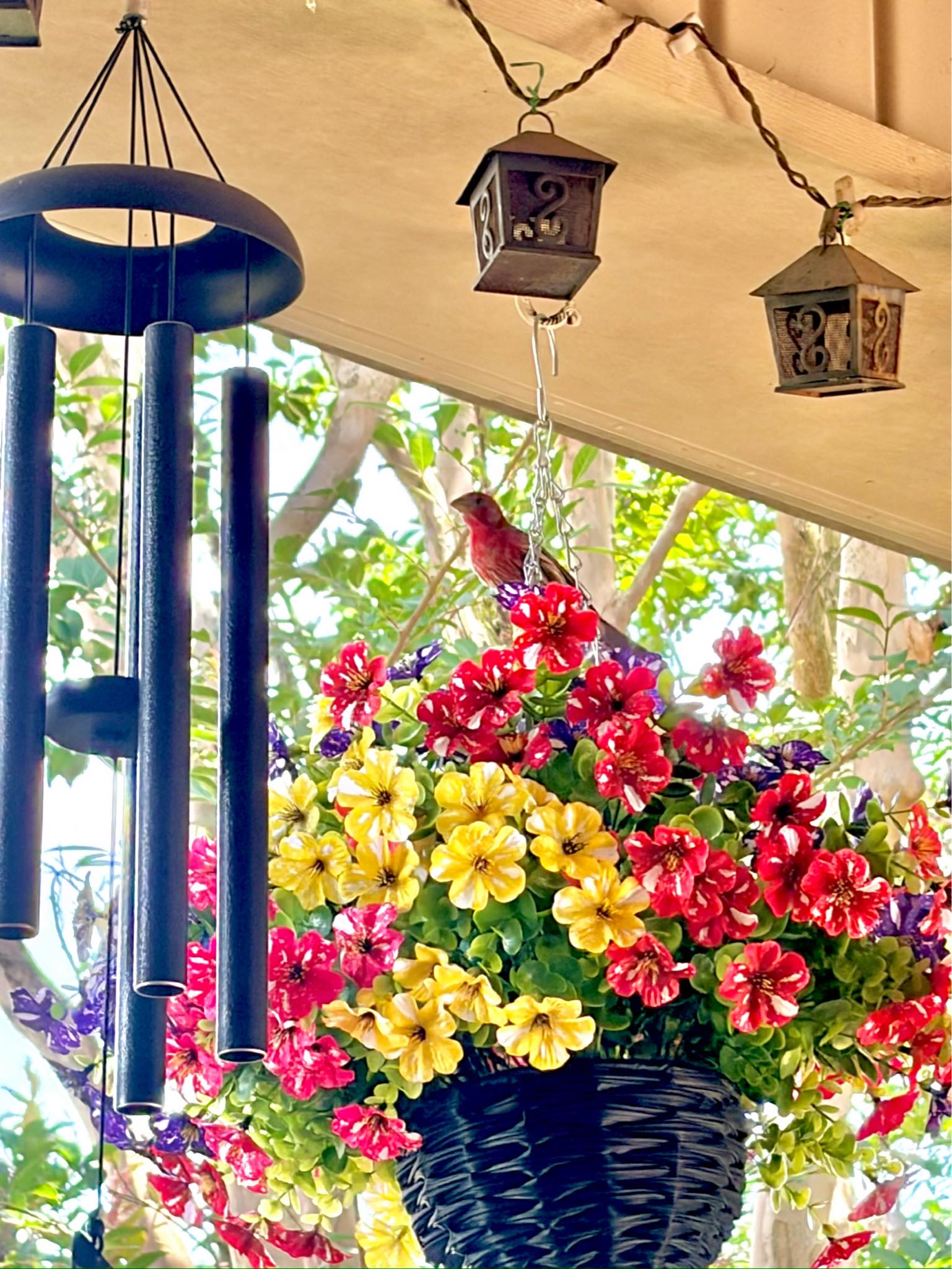 House finches nesting in flower basket