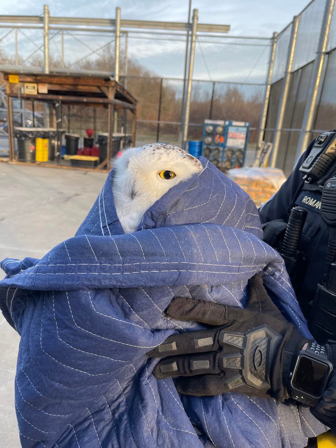 Thanks to Tom Ricardi for... - Cummington Wildlife, Inc.