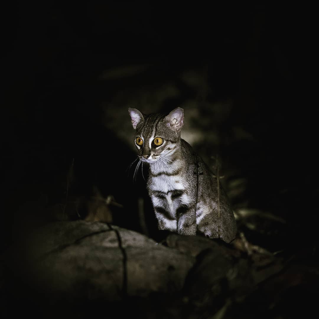Shivang - The world's smallest wild cat... 40 centimeters long and just ...