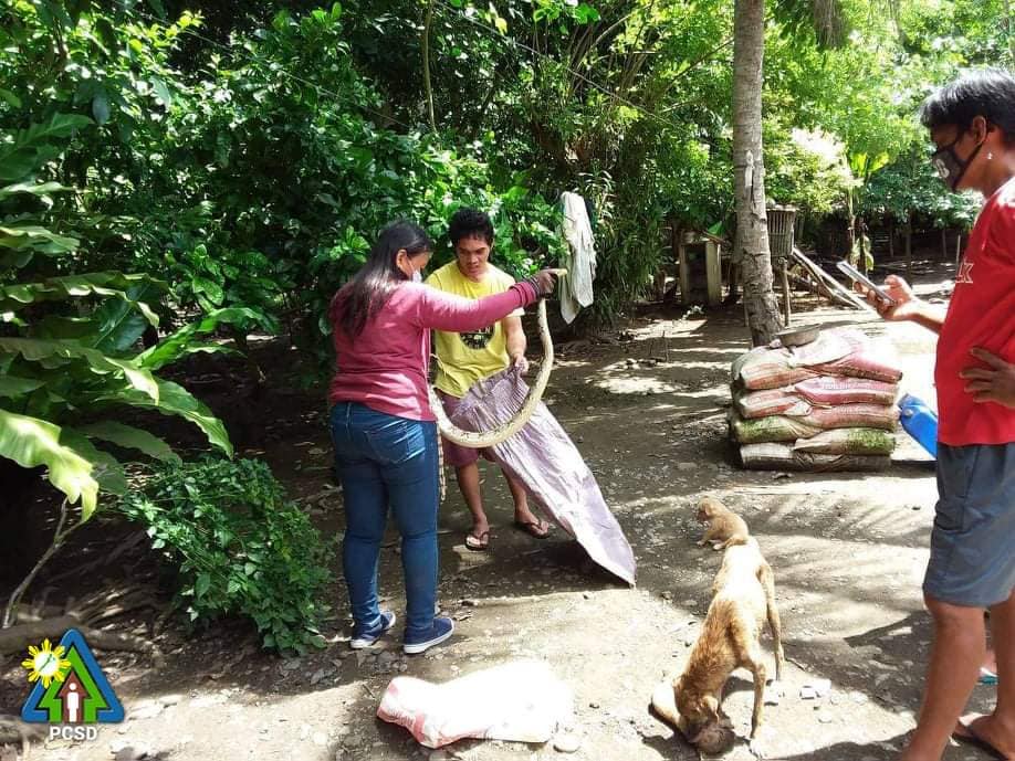 Palawan Star - LOOK || One (1) Reticulated Python was... | Facebook
