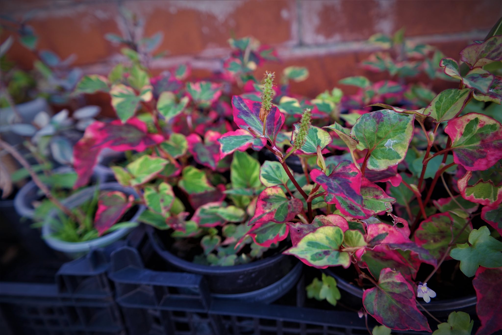 Plants R US | Blackpool