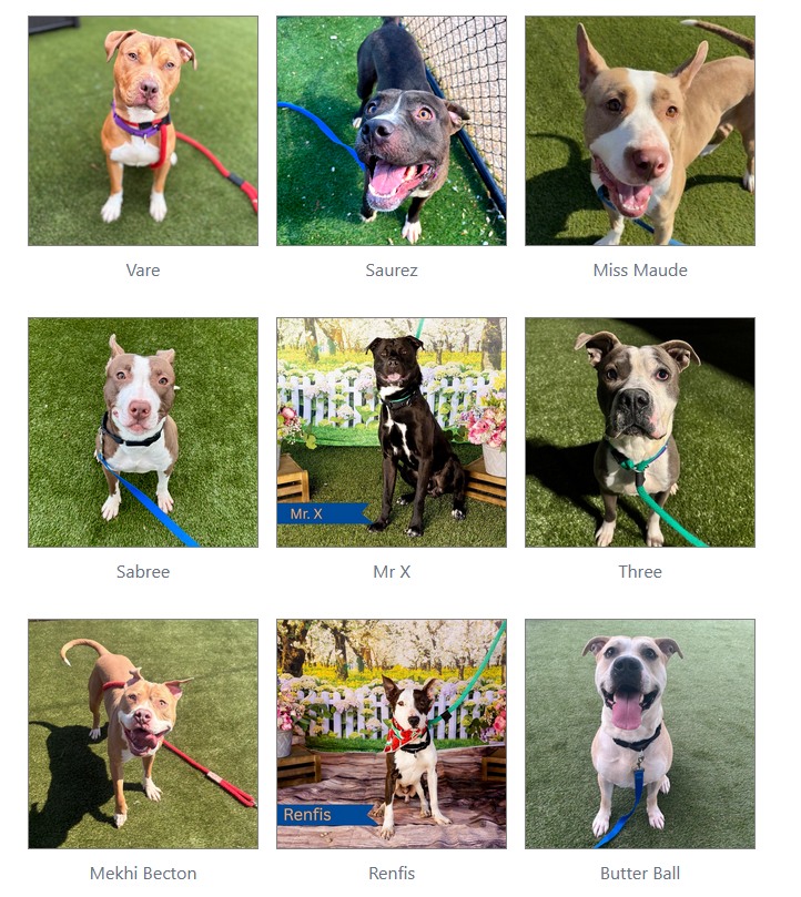 Hi I'm CHLOE 🐾 I'm TIMESTAMPED TODAY at the **overcrowded** acct