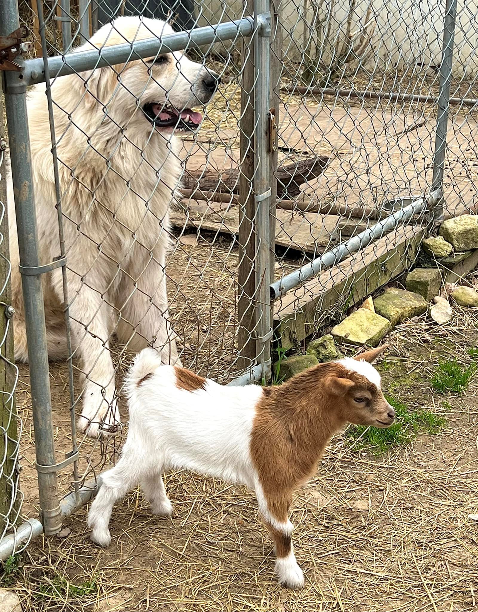 Whispering Willow’s Goat Farm | Chillicothe OH