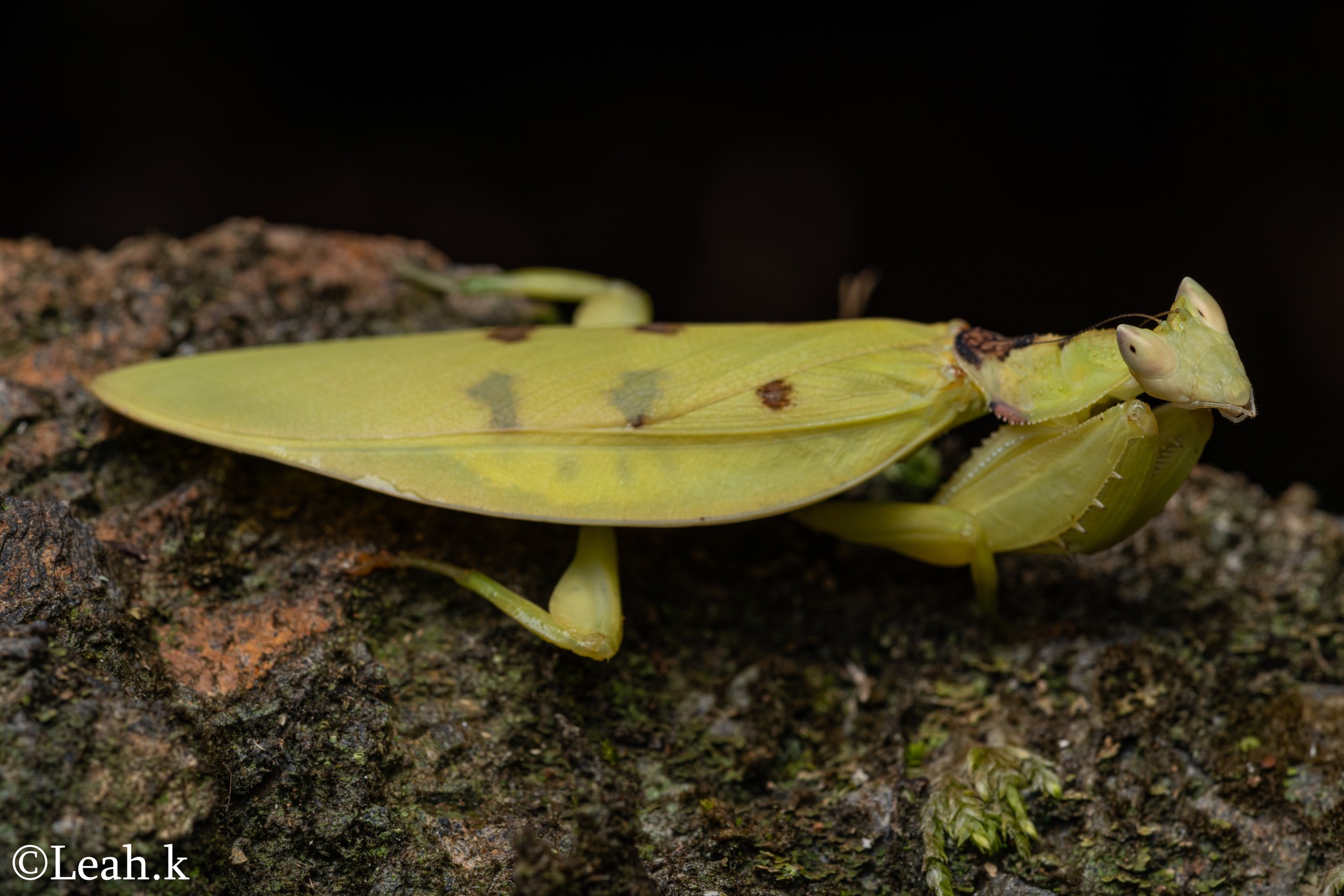 What species is this yellow praying mantis?