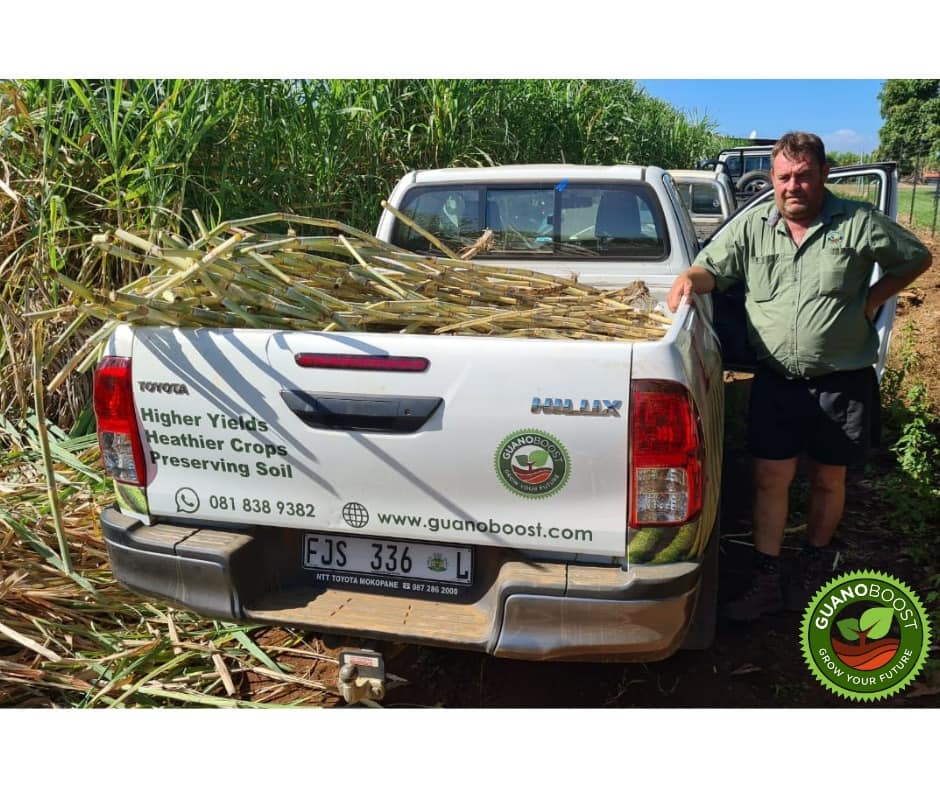 Guanoboost - A Sugar cane RV increase of 26% as confirmed... | Facebook