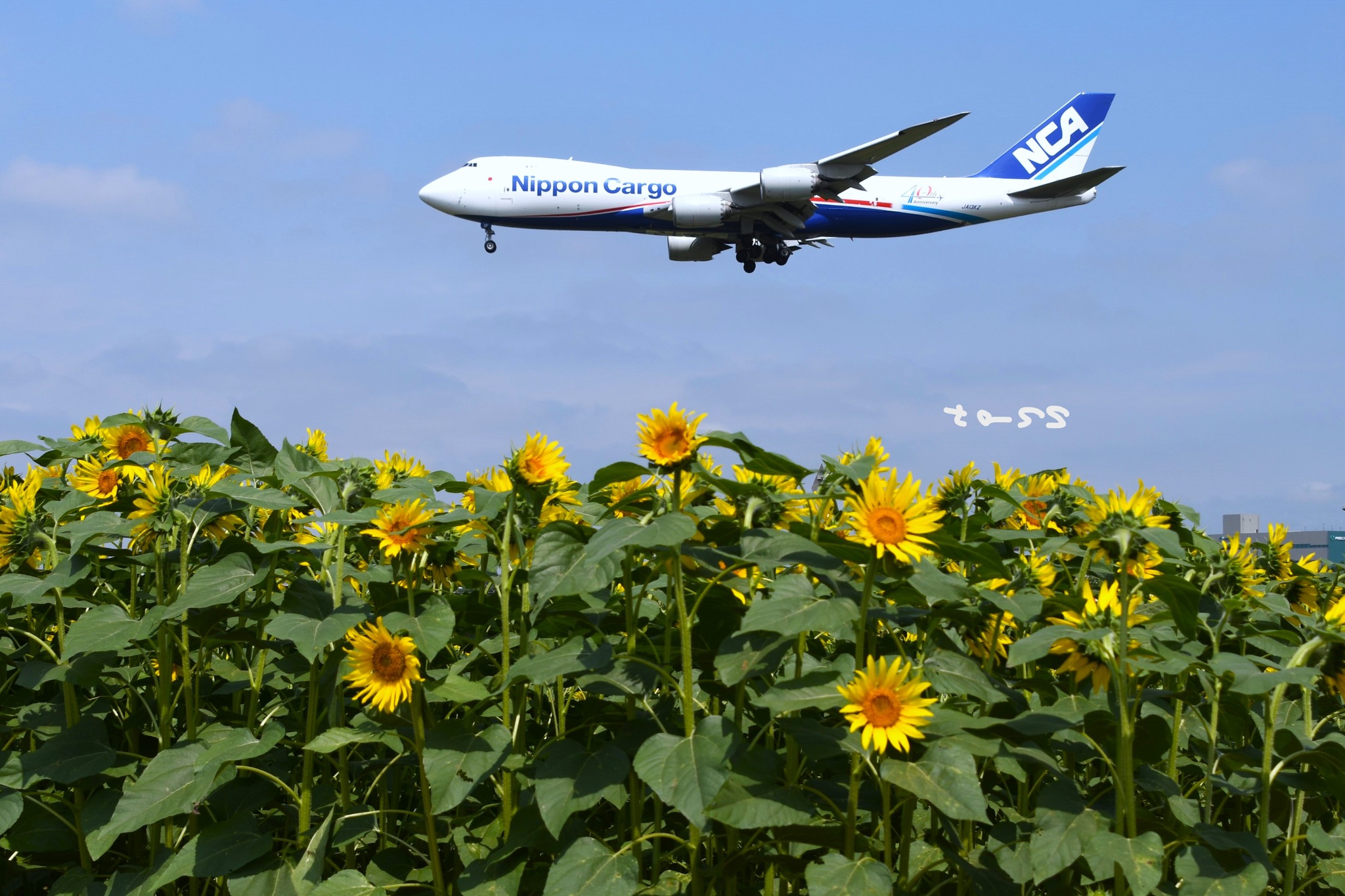 Nippon Cargo Airlines - NCA Boeing 747-8KZF/SCD JA13KZ cn: 36138