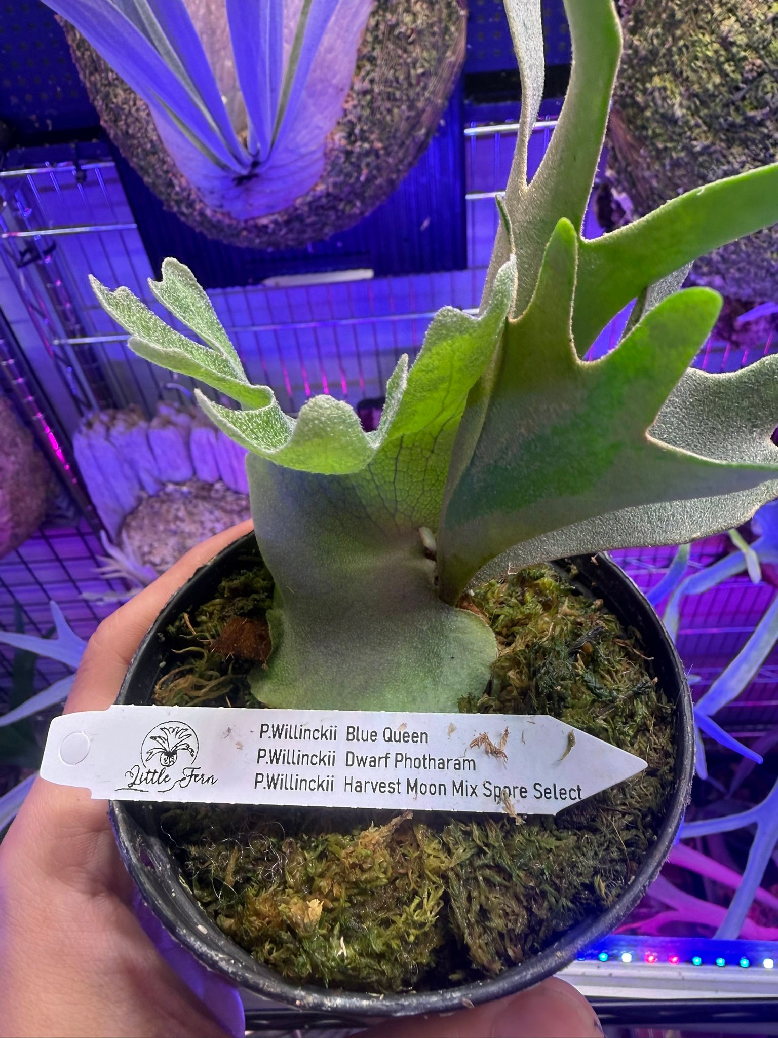 交換文Harvest moon x blue Queen x dwarf photharam select Little