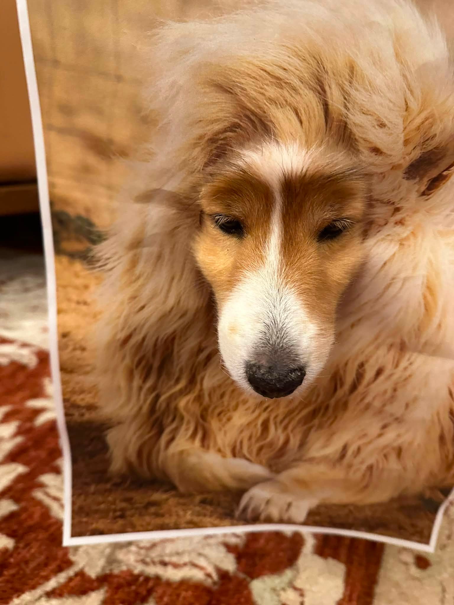 I ❤️シェルティ(sheltie ) | Facebook