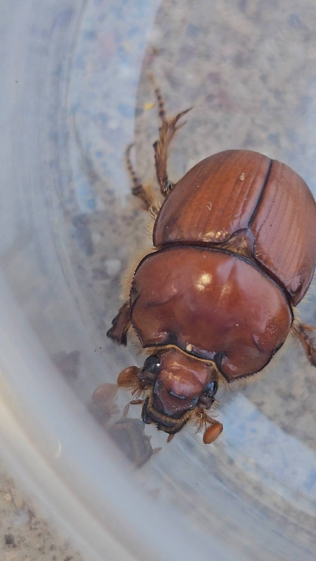 Are these two Bolbocerastes beetles different species? | McNeal, AZ