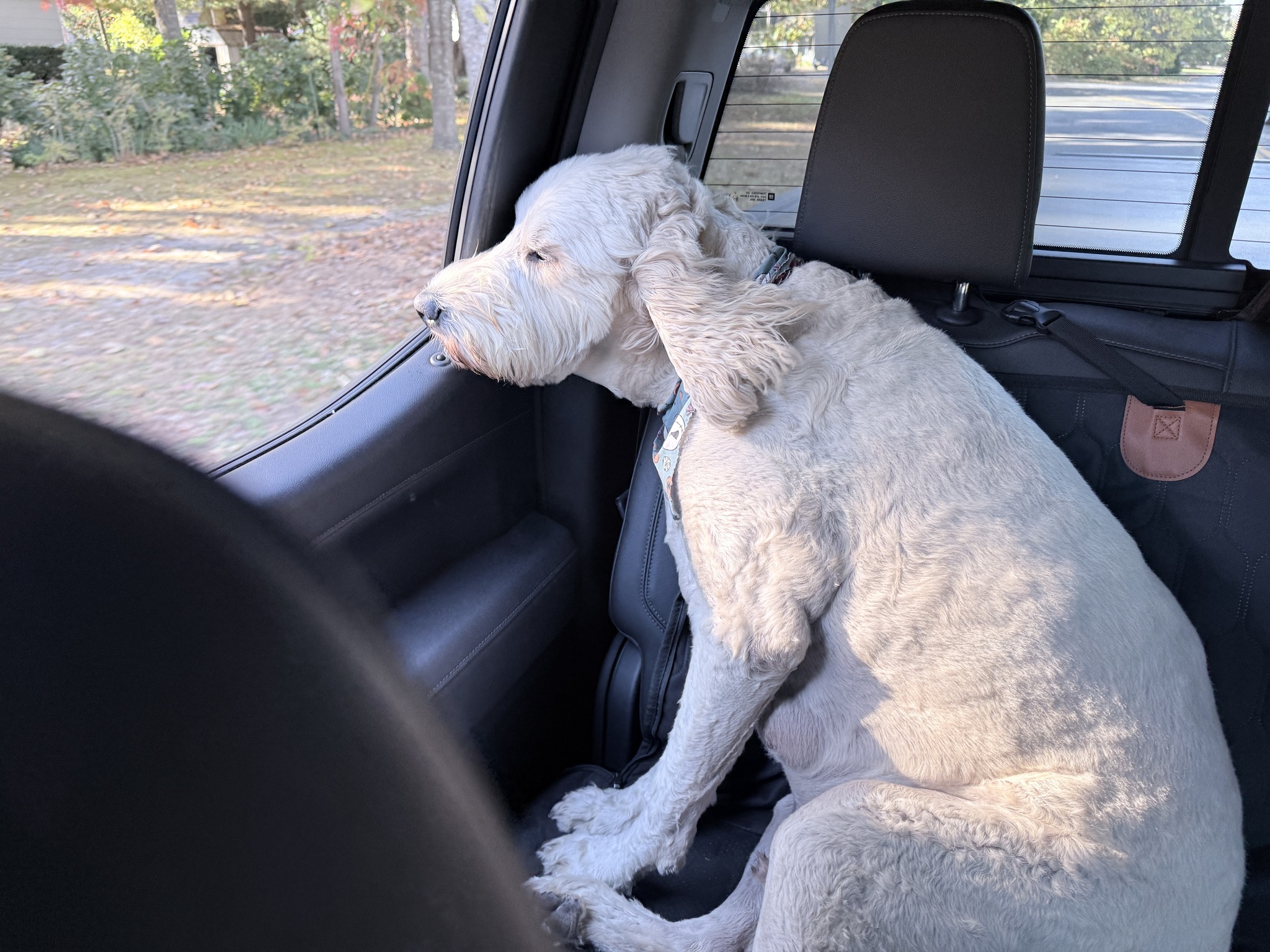 Goldendoodle Hanky Panky