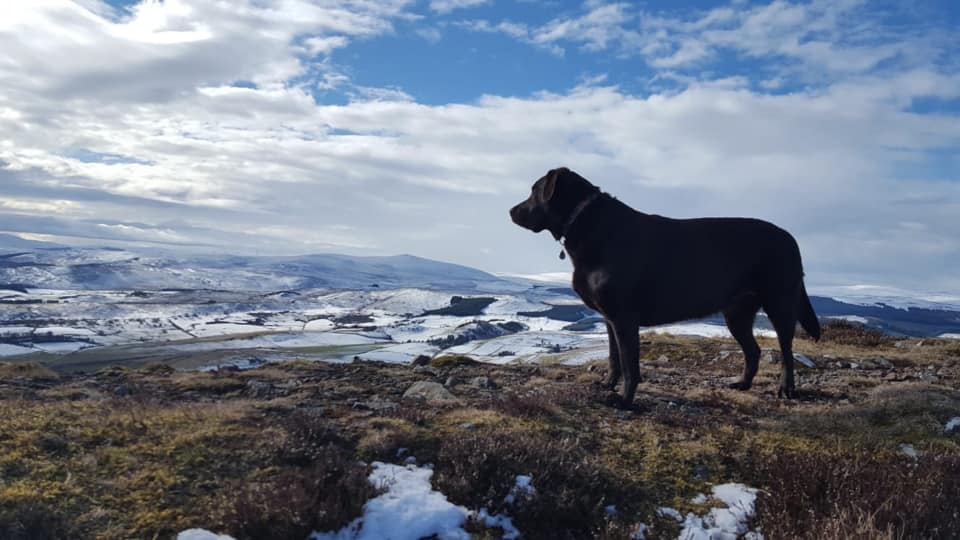Meet Phoebe a... - Labrador Retriever Rescue Scotland | Facebook
