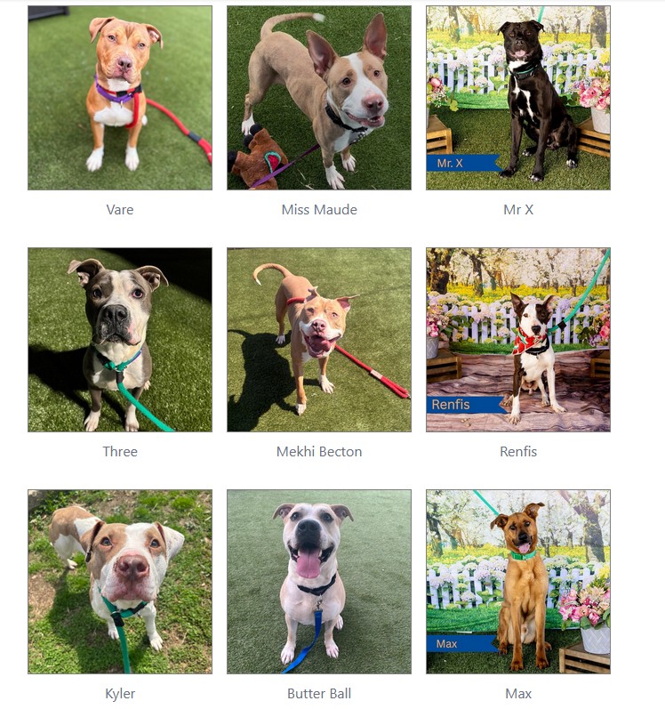 Urgent dog adoptions needed at ACCT Philly shelter