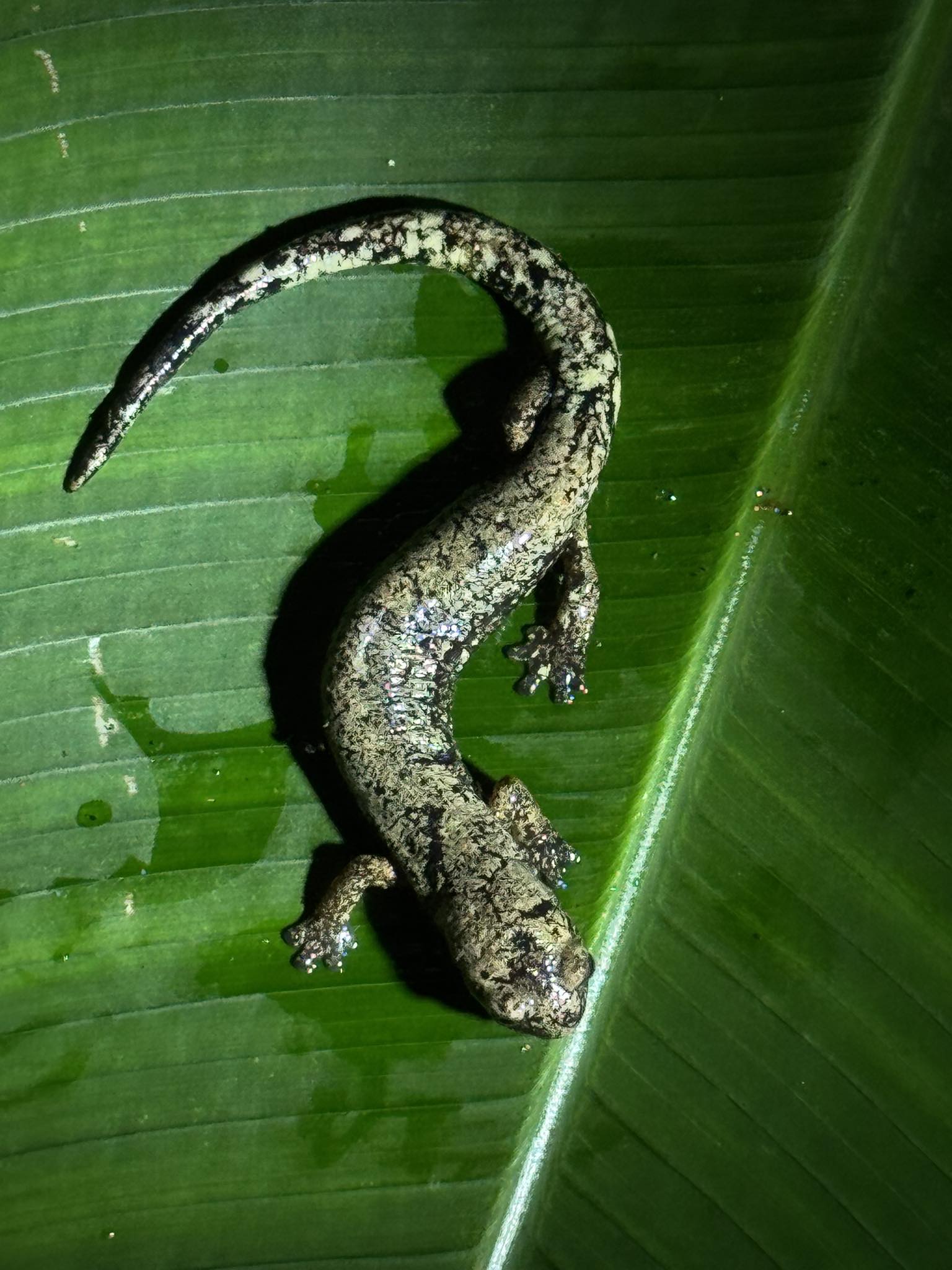 New record for Mount Totumas. Bolitoglossa sp. Images sent to 