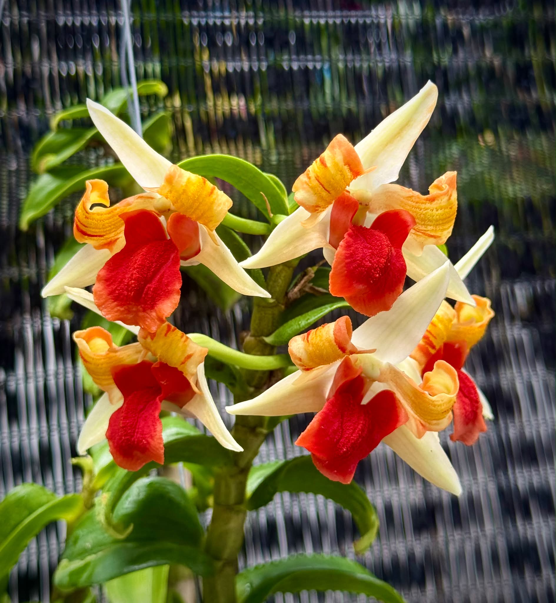 Paphiopedilum Hung Sheng Greyhawk