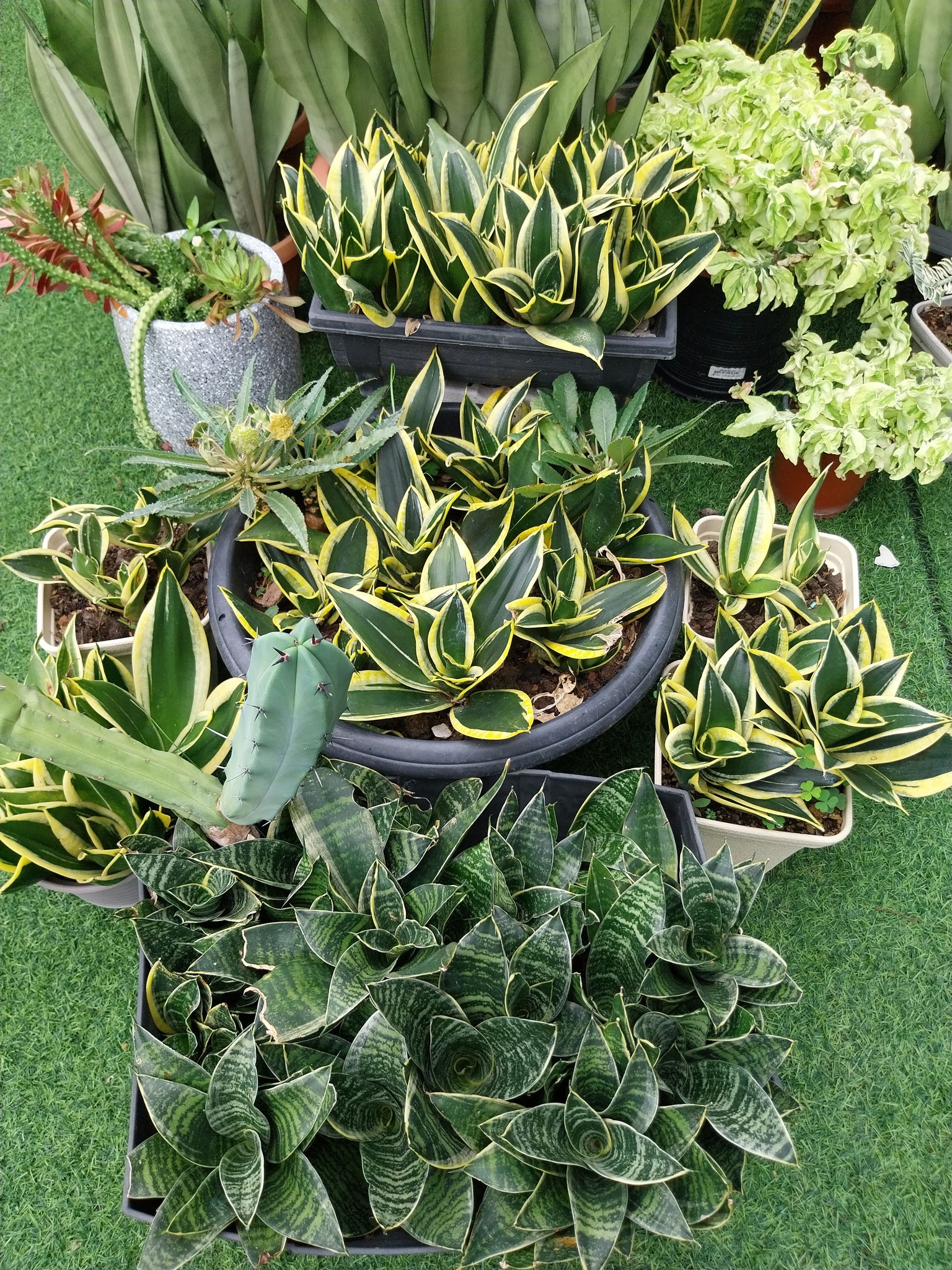 サンスベリア Sansevieria Green Ant A Sansevieria 'Green Ant '