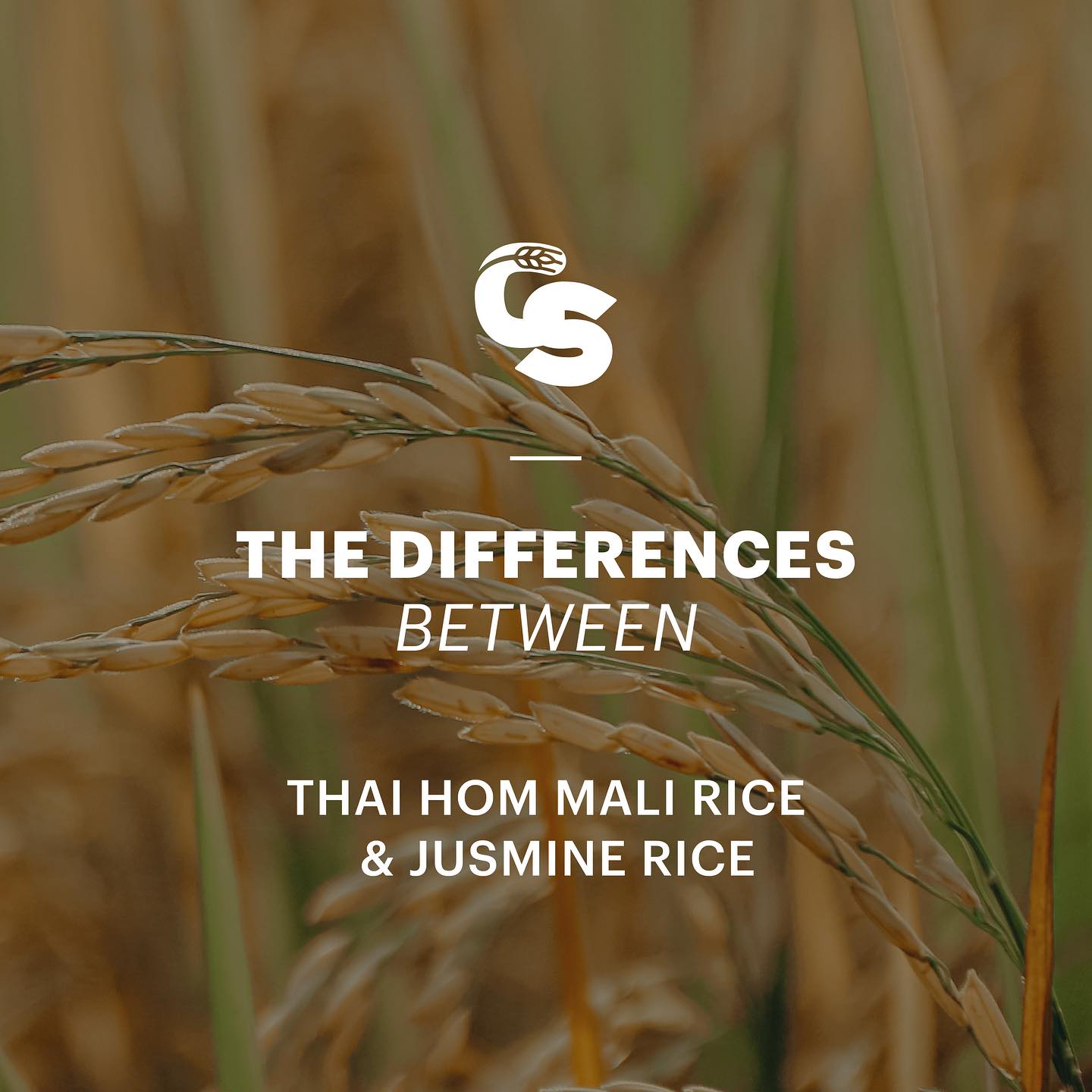 gosonrice - Thai Hom Mali Rice ทำไมถึงต่างจาก Jasmine Rice... | Facebook