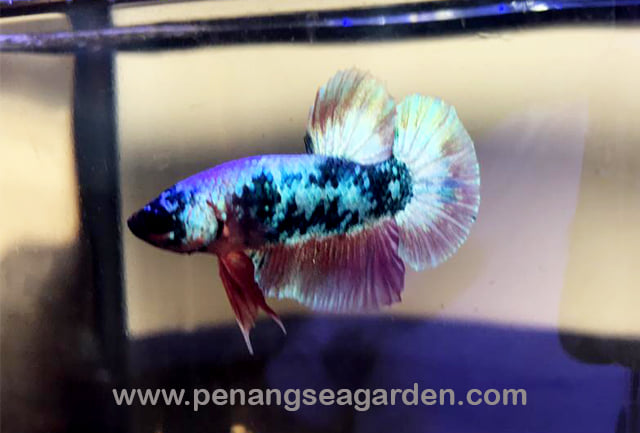 Fancy Copper Plakat Betta Penang Sea Garden Aquatic Facebook