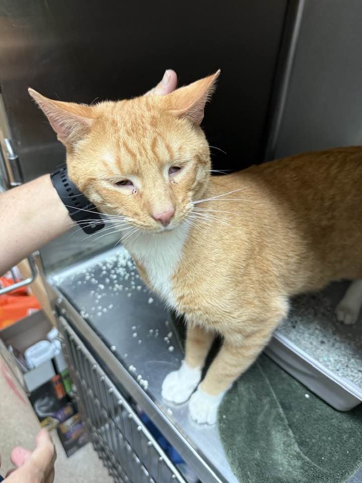 Found orange tabby cat in Attleboro, MA?