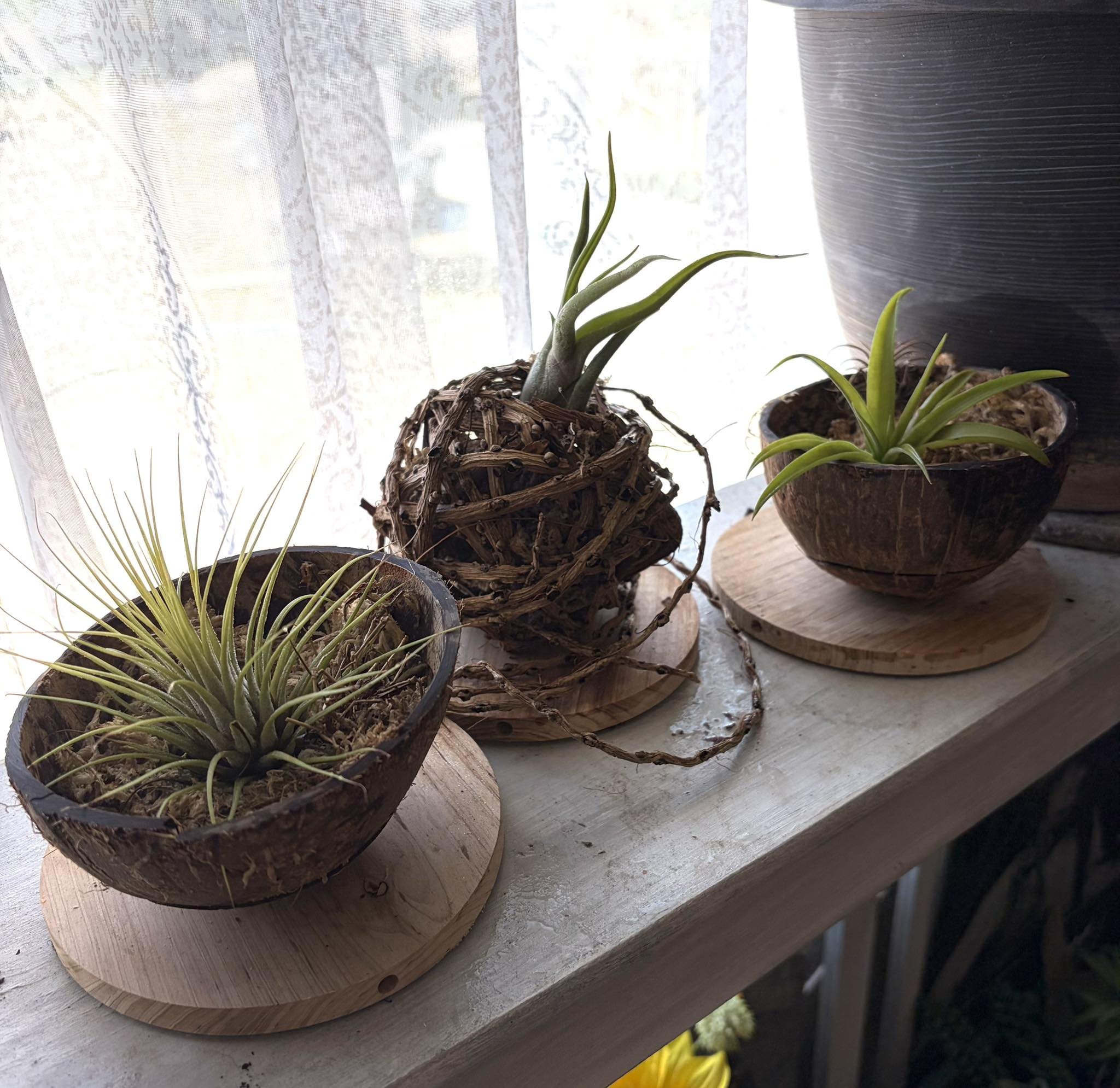 Tillandsia heubergeri Bahia, Brasil