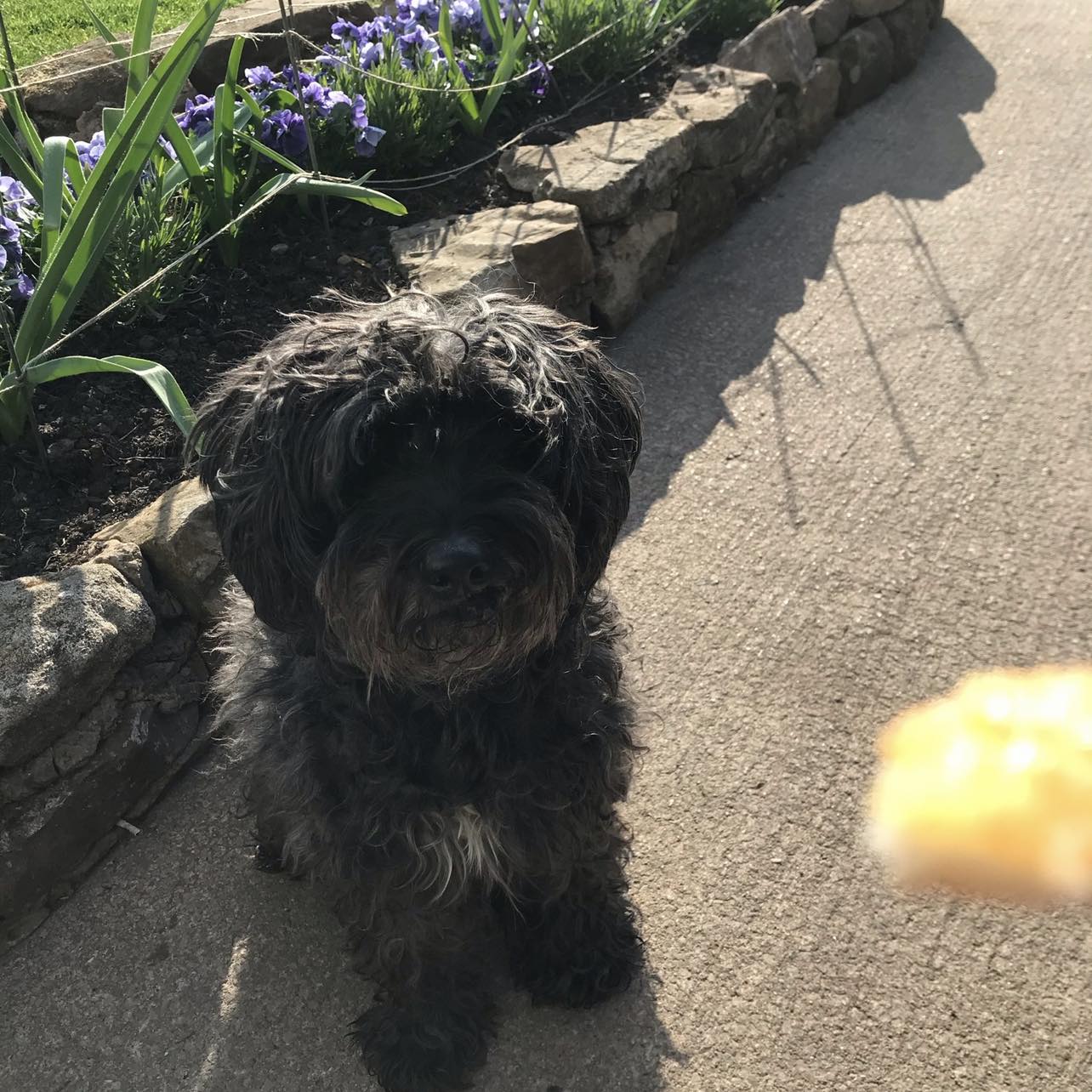Looking for: Best Dog Tracker and Advice on taking your new rescue dog ...