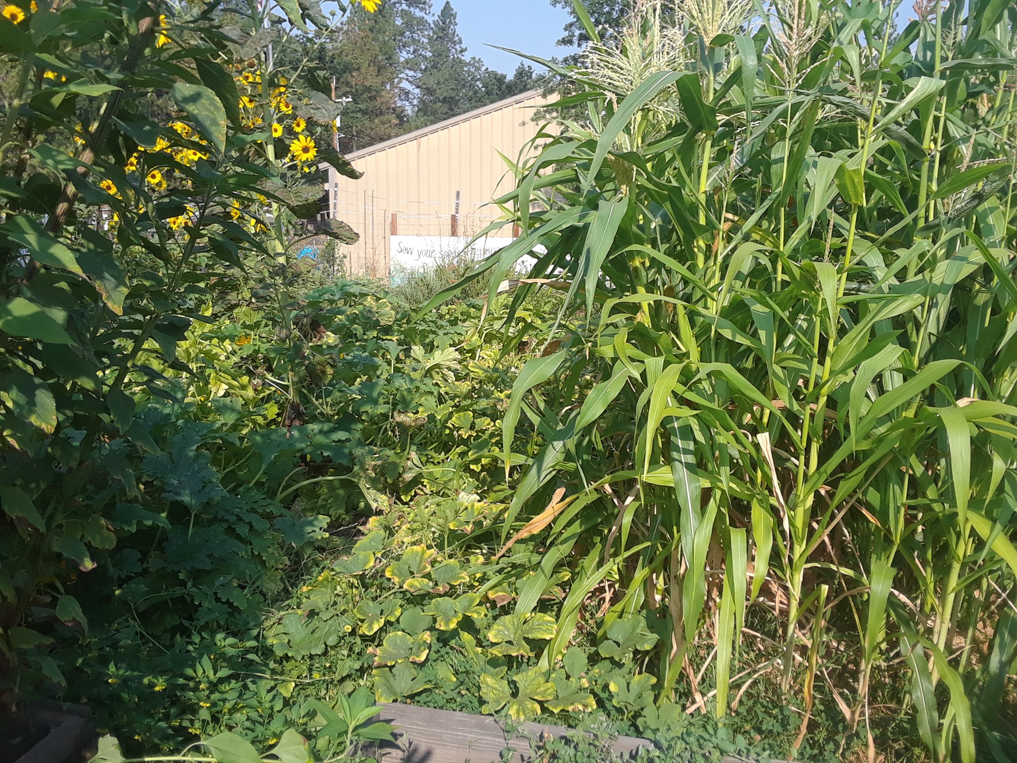 West Point Community Garden | West Point CA