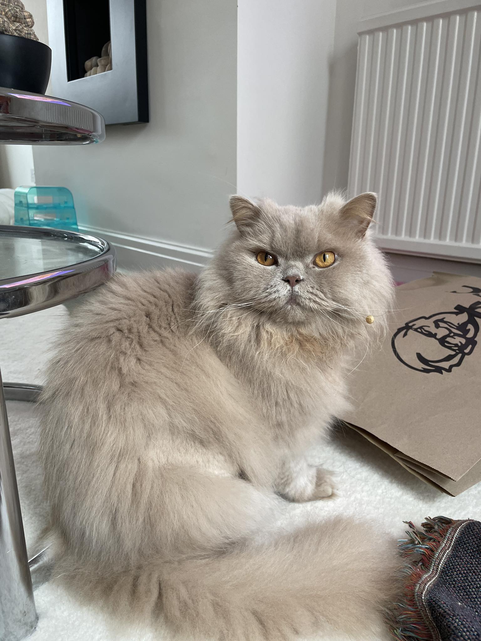 Prednisolone causing diarrhea in IBD cat, any advice?