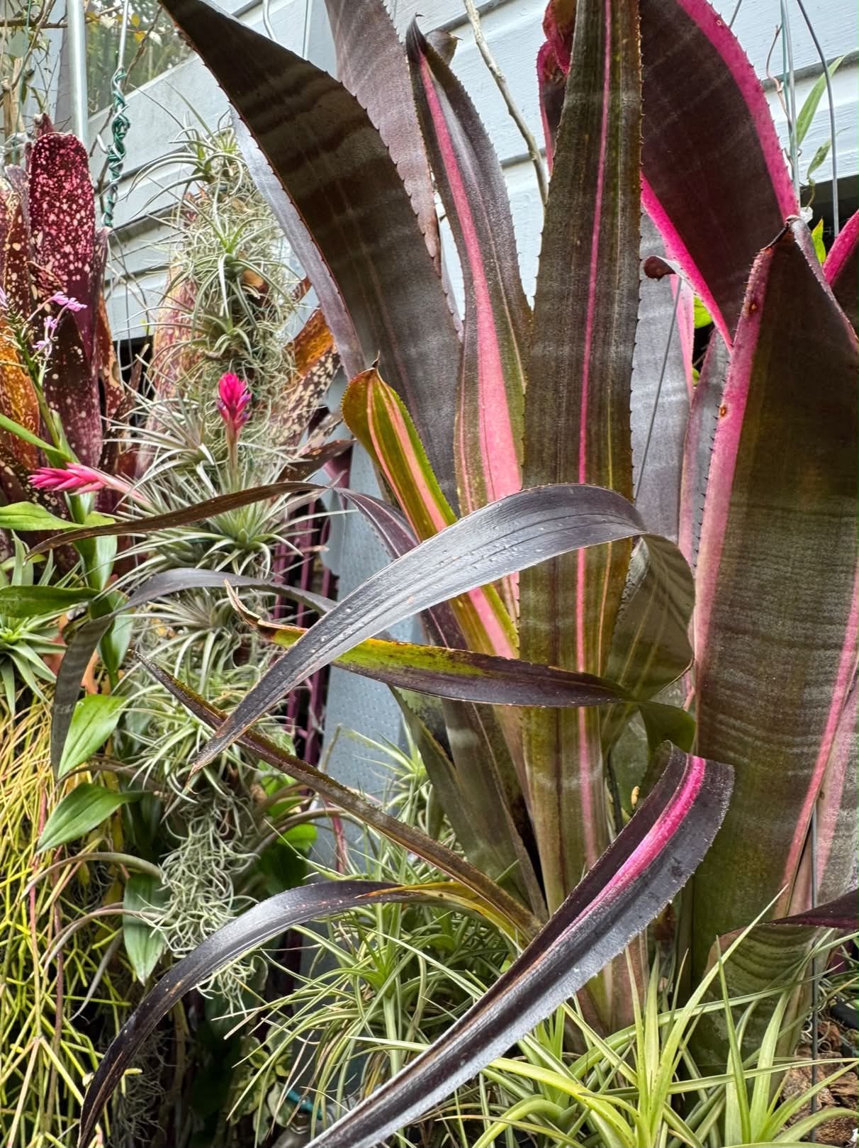 Billbergia 'Ralph Graham French'