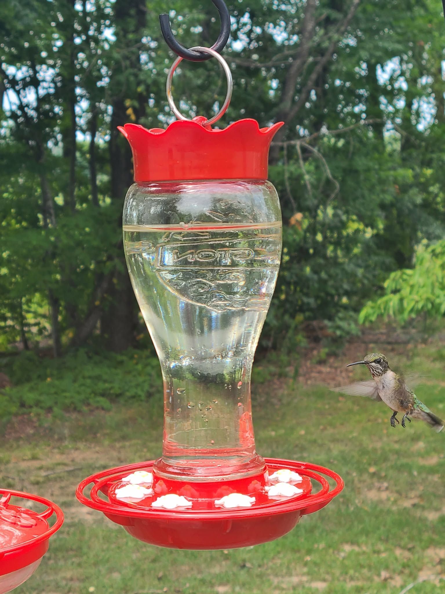 Adorable hummingbird preparing to land near feeder