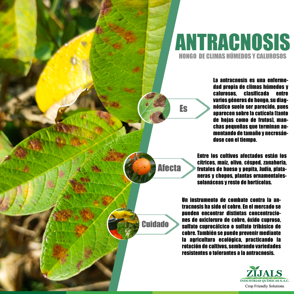 antracnosis-conoce-el-zijals-industrias-qu-micas