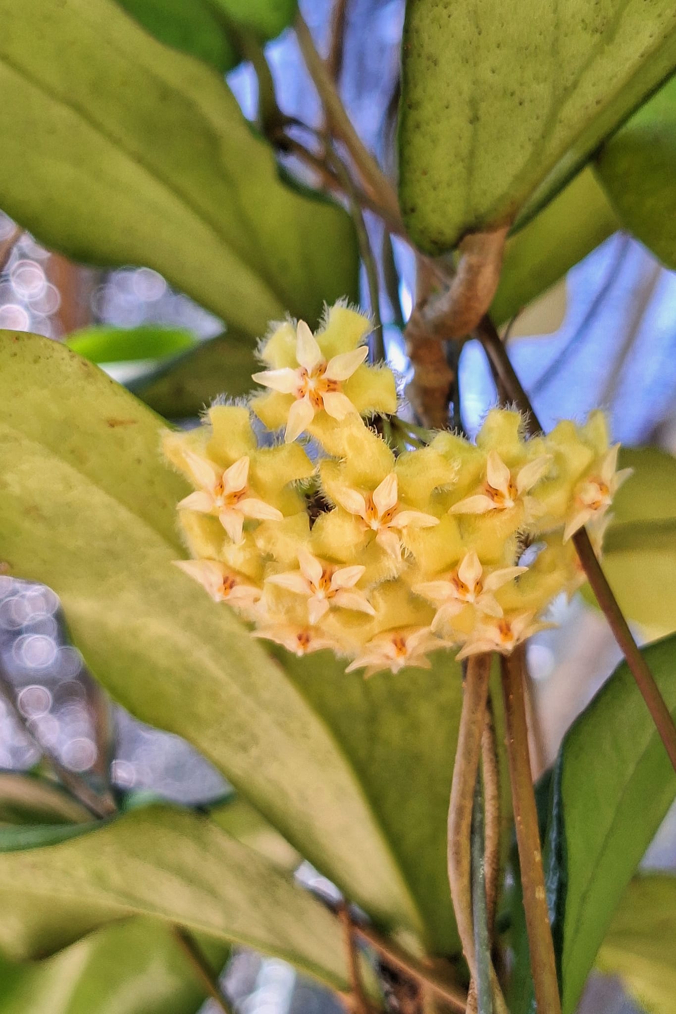 Hoya erythrina nara. #โฮย่าบ้านสวนบางม่วง