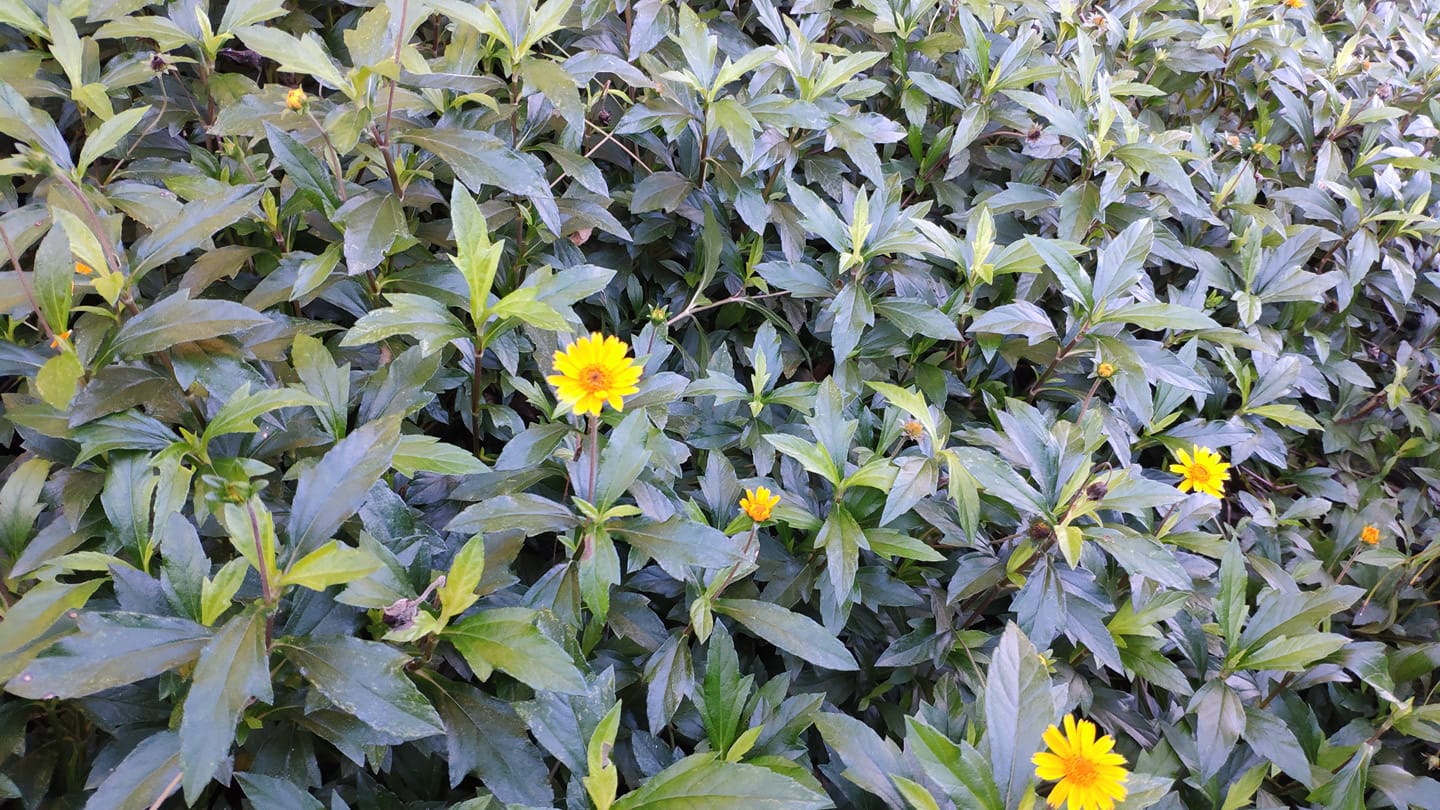 Floricultura Casa das Plantas - 🌿INSULINA VEGETAL🌿 Sphagneticola ...