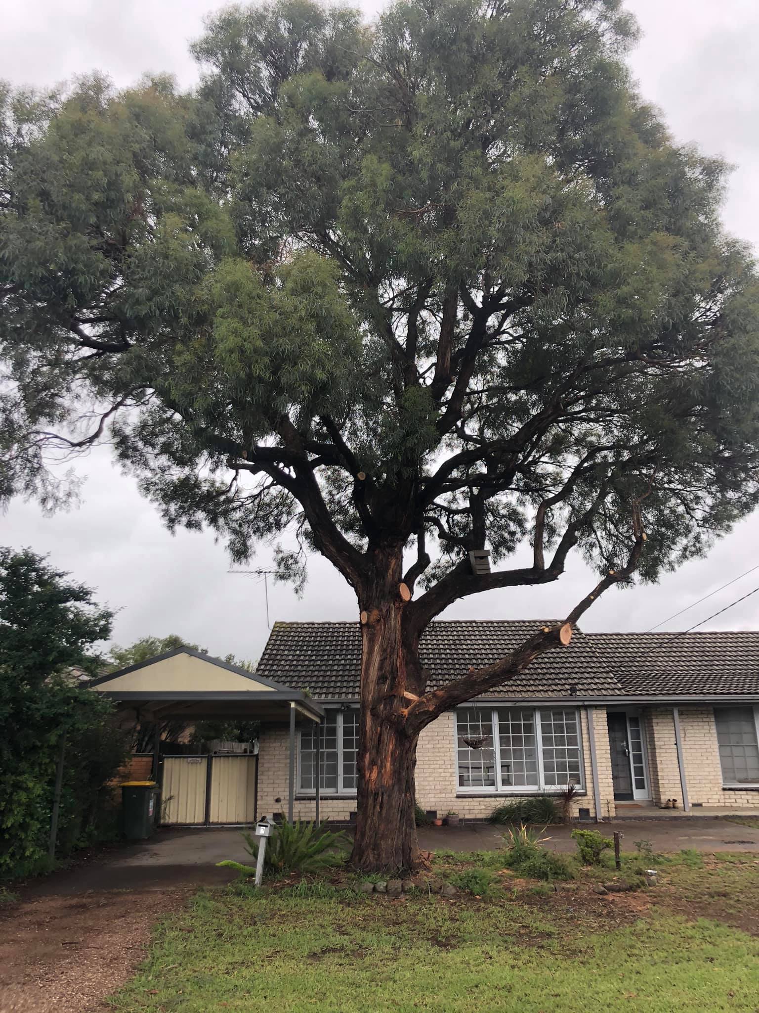 Royal Tree Services added a new photo. - Royal Tree Services