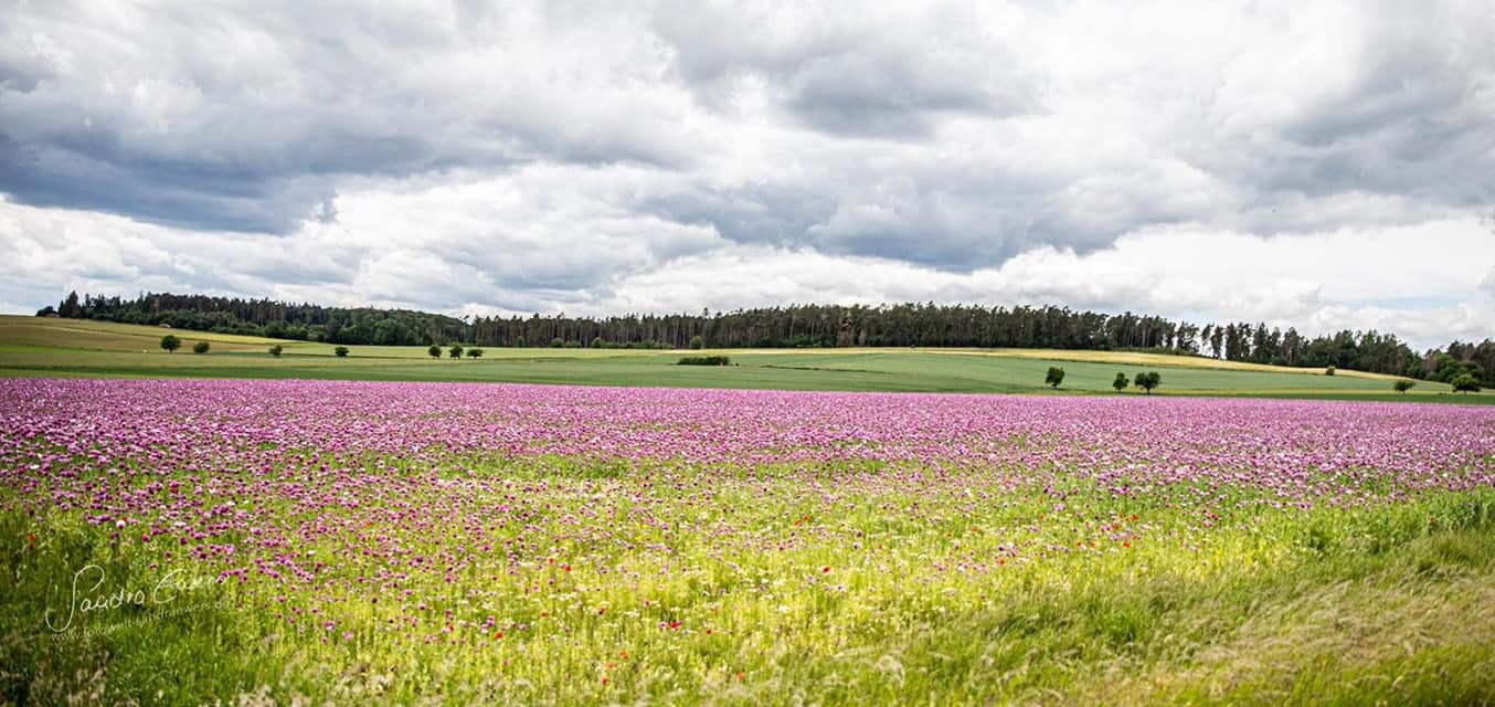 Mohn und Mehr | Naumburg