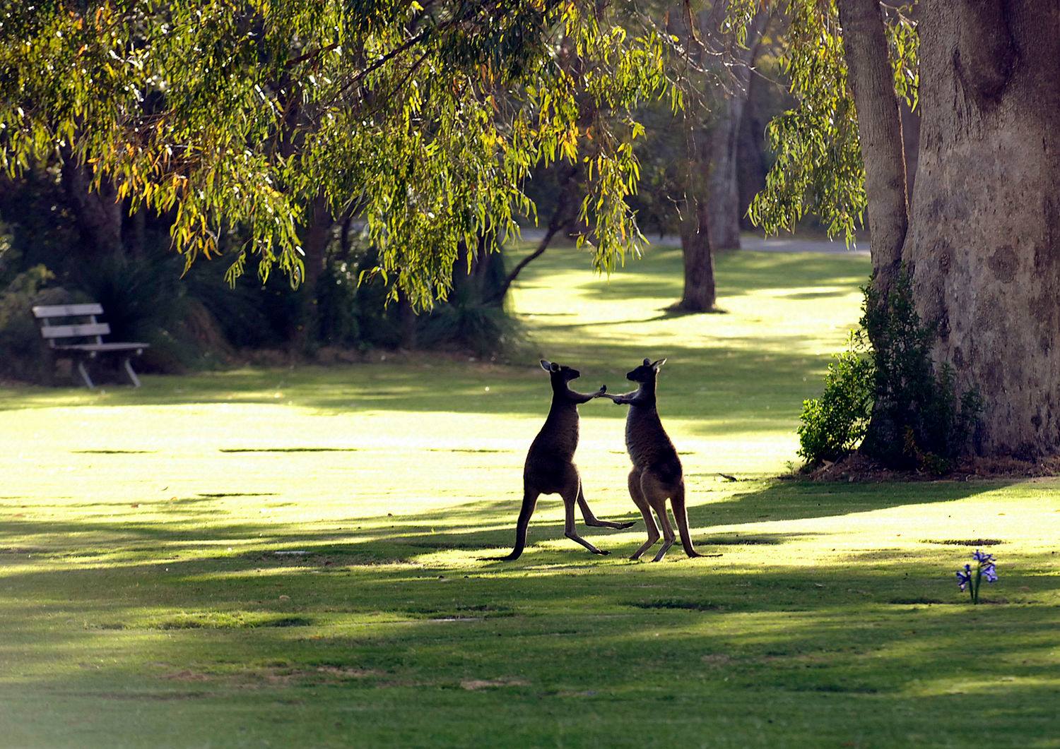 Are Dogs Allowed At Pinnaroo Memorial Park