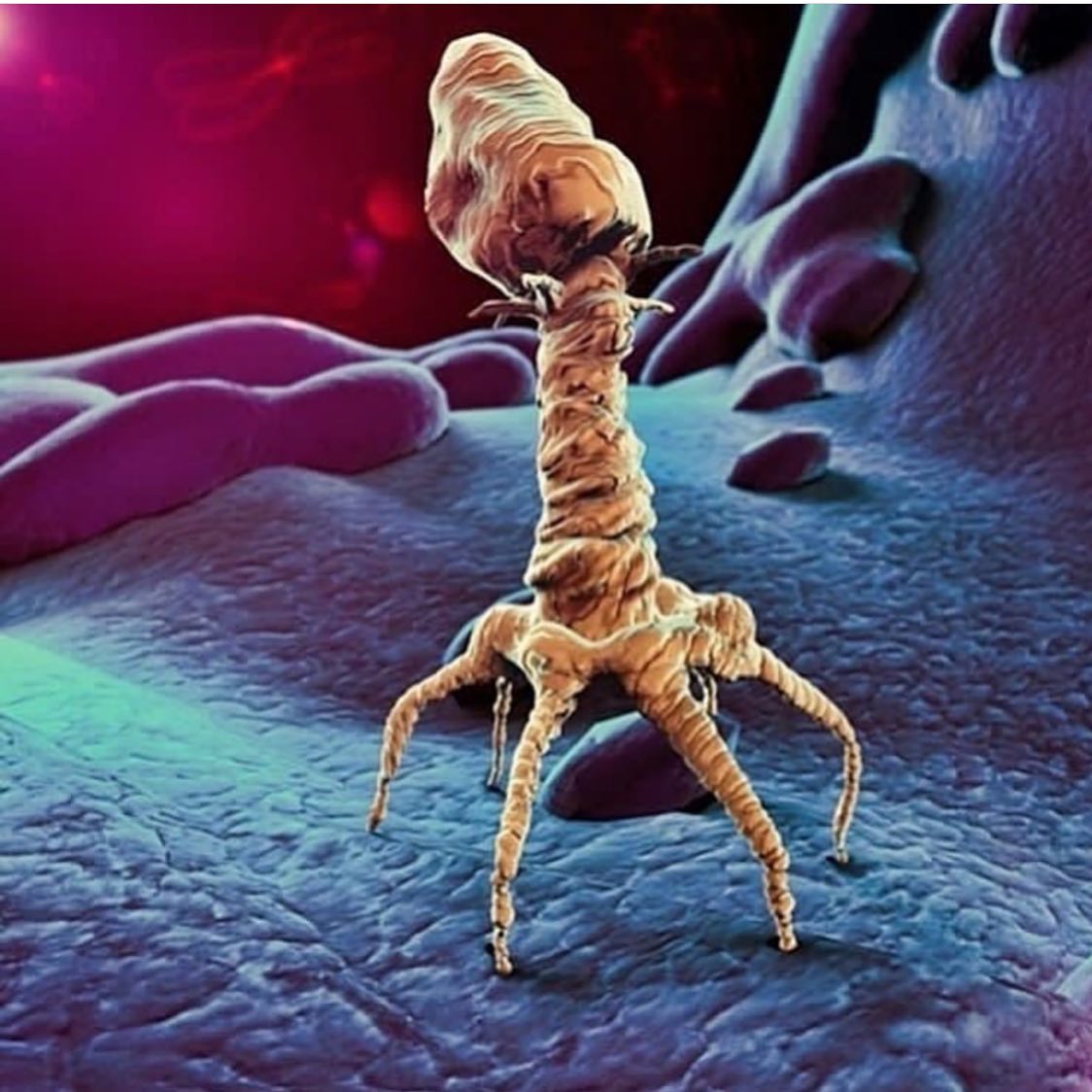 Anatomia - Osserviamo un virus Batteriofago T4, un tipo di virus che ...