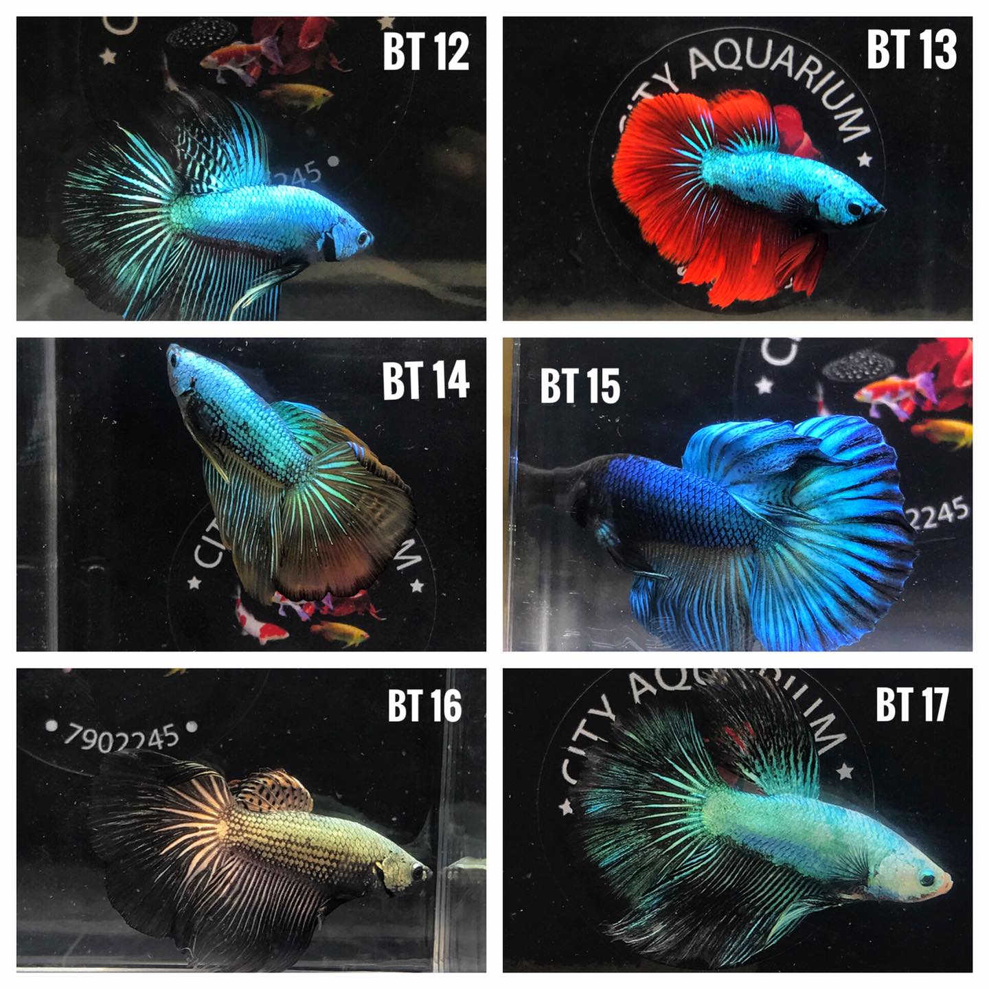City Aquarium | Male