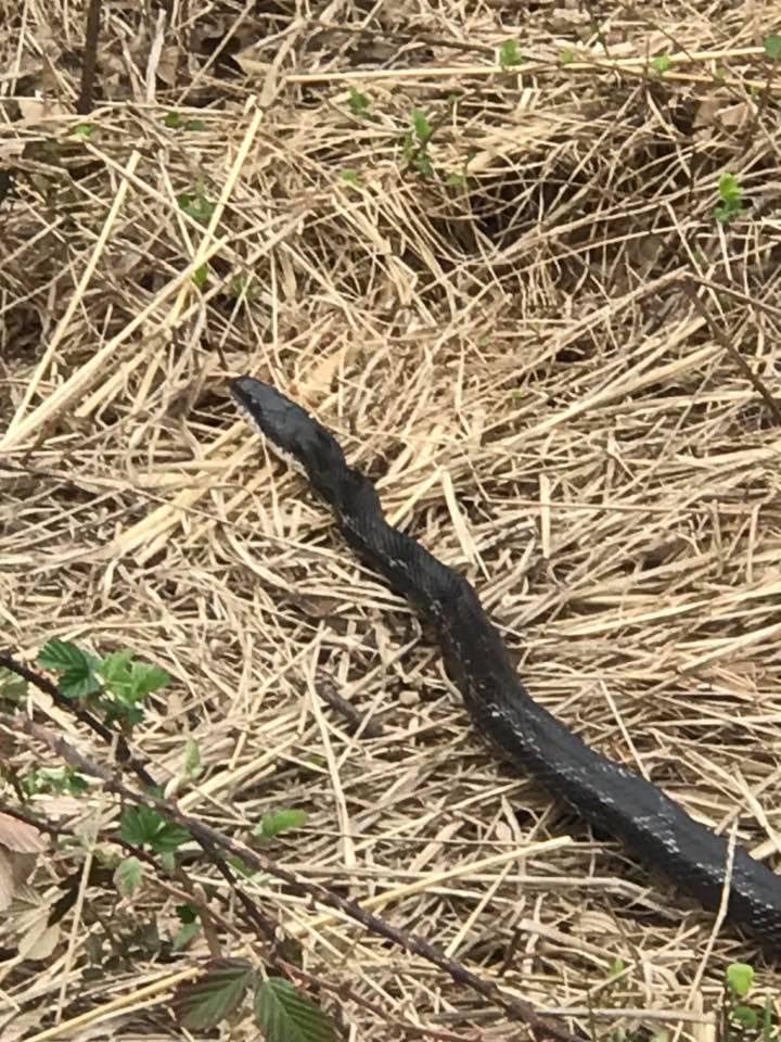 Clarks River National Wildlife Refuge - Pictured here is a black rat ...