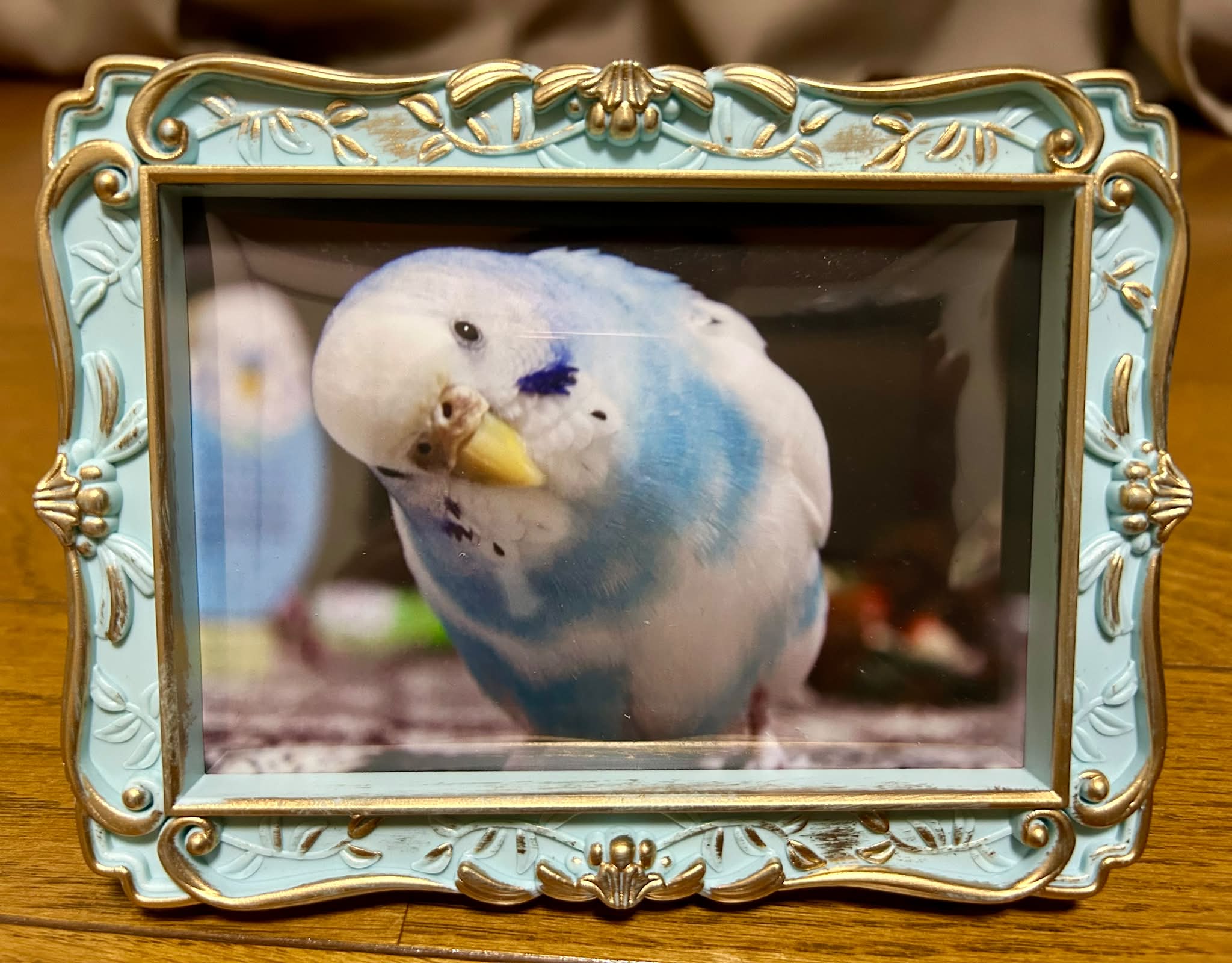 インコ大好き様♡ページ2点まとめ インコが大好き | Facebook