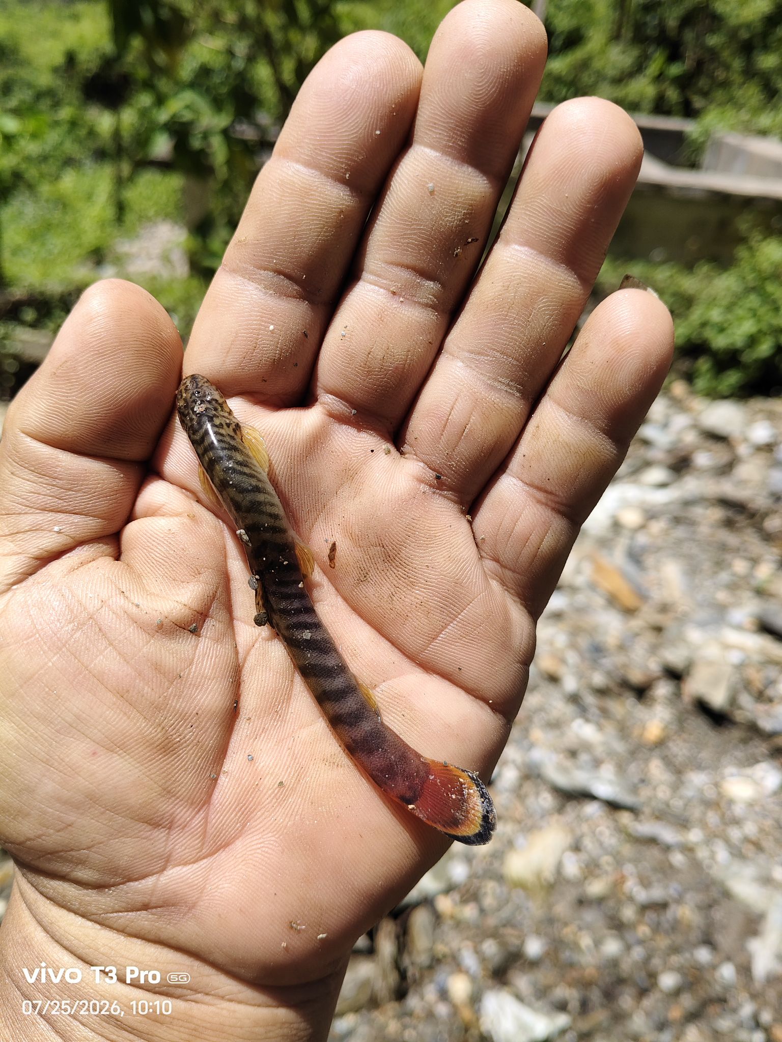 What is the identity of this unknown fish species?