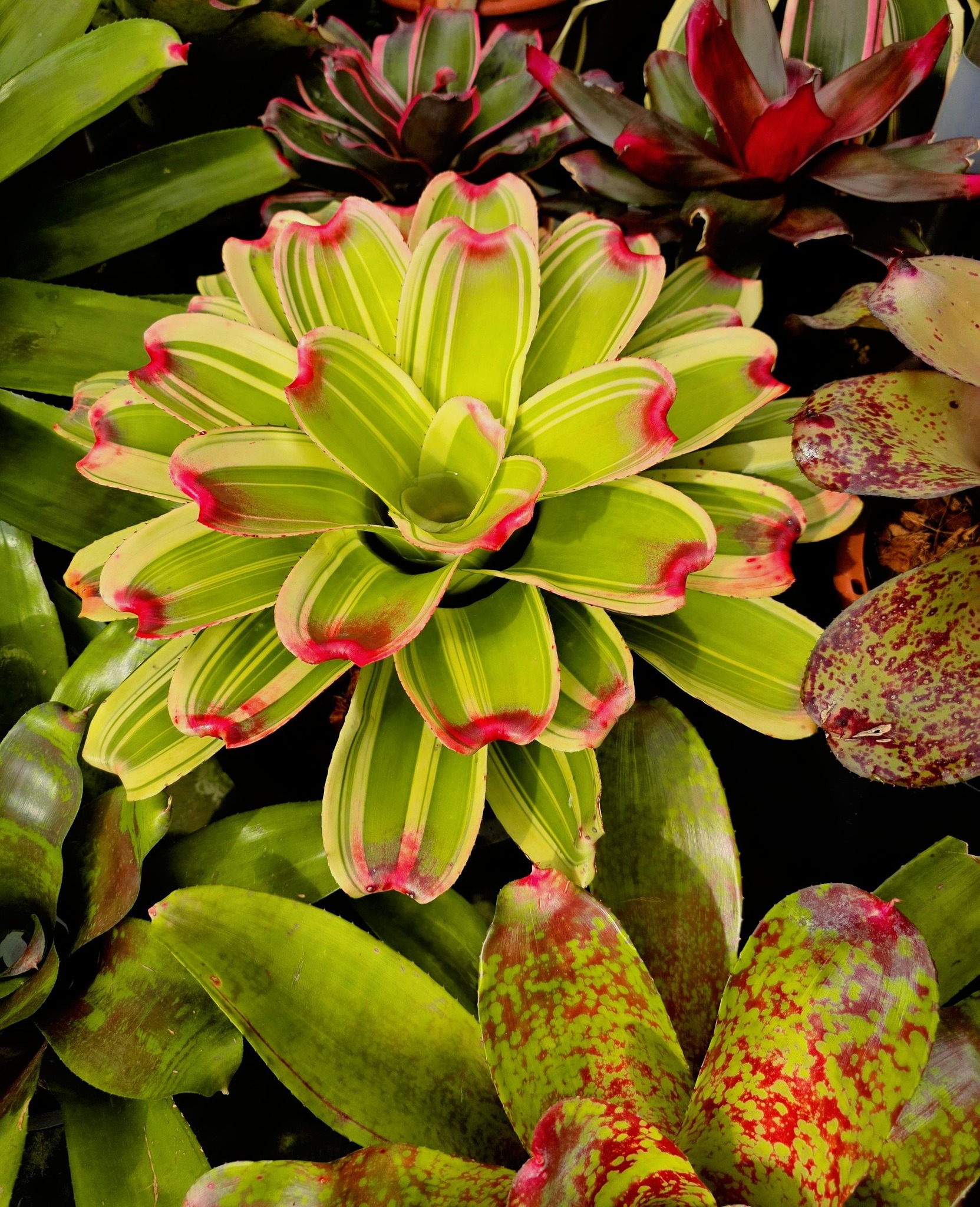 ブロメリア・エアープランツ Neoregelia Snake Charmer ブロメリア