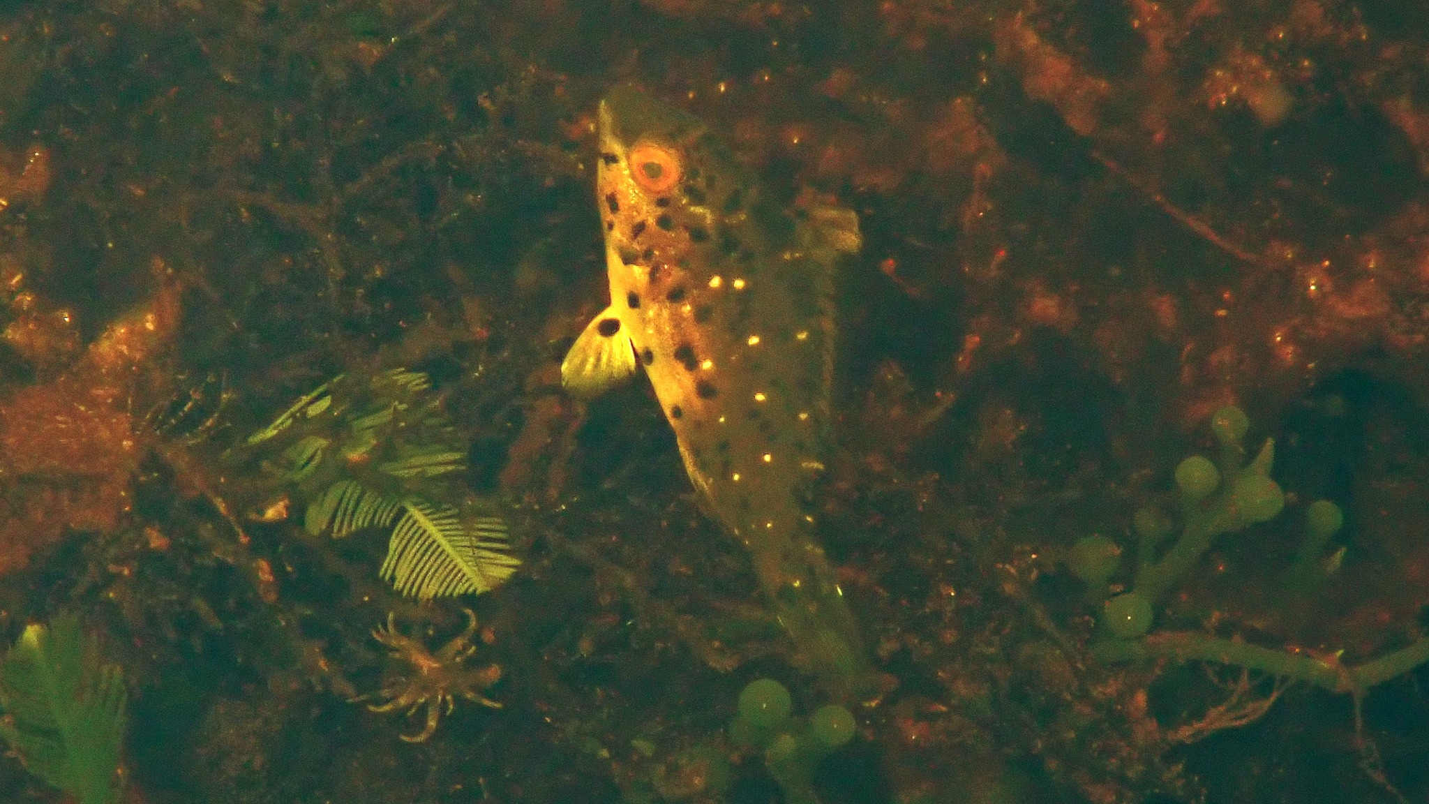 ID Please (Marine Creature Identification) | I have absolutely no idea ...