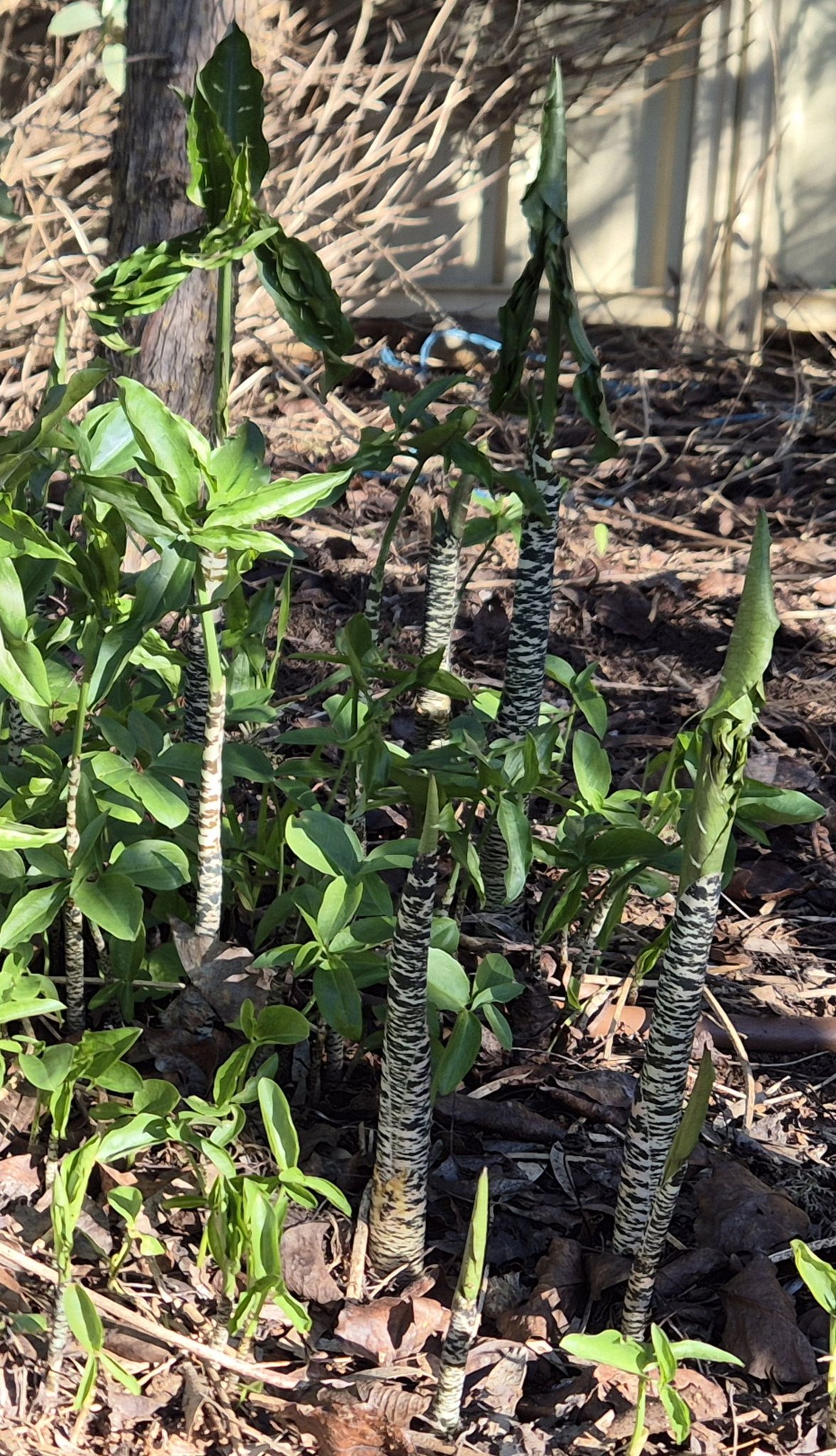 Portal Cool - Bulbo De Dracunculus Vulgaris, Fácil Cultivo Para Todo Tipo De Suelos