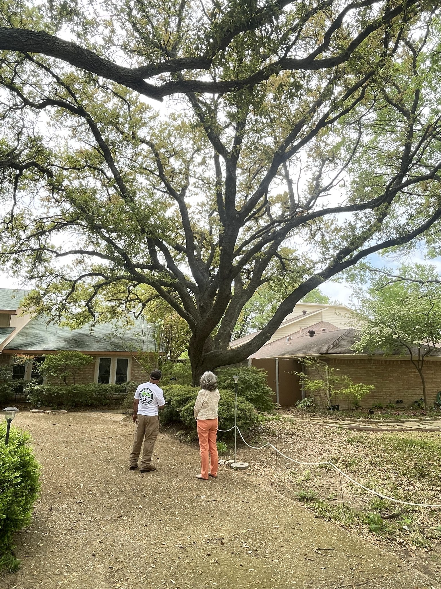 Tactical Tree Operations LLC