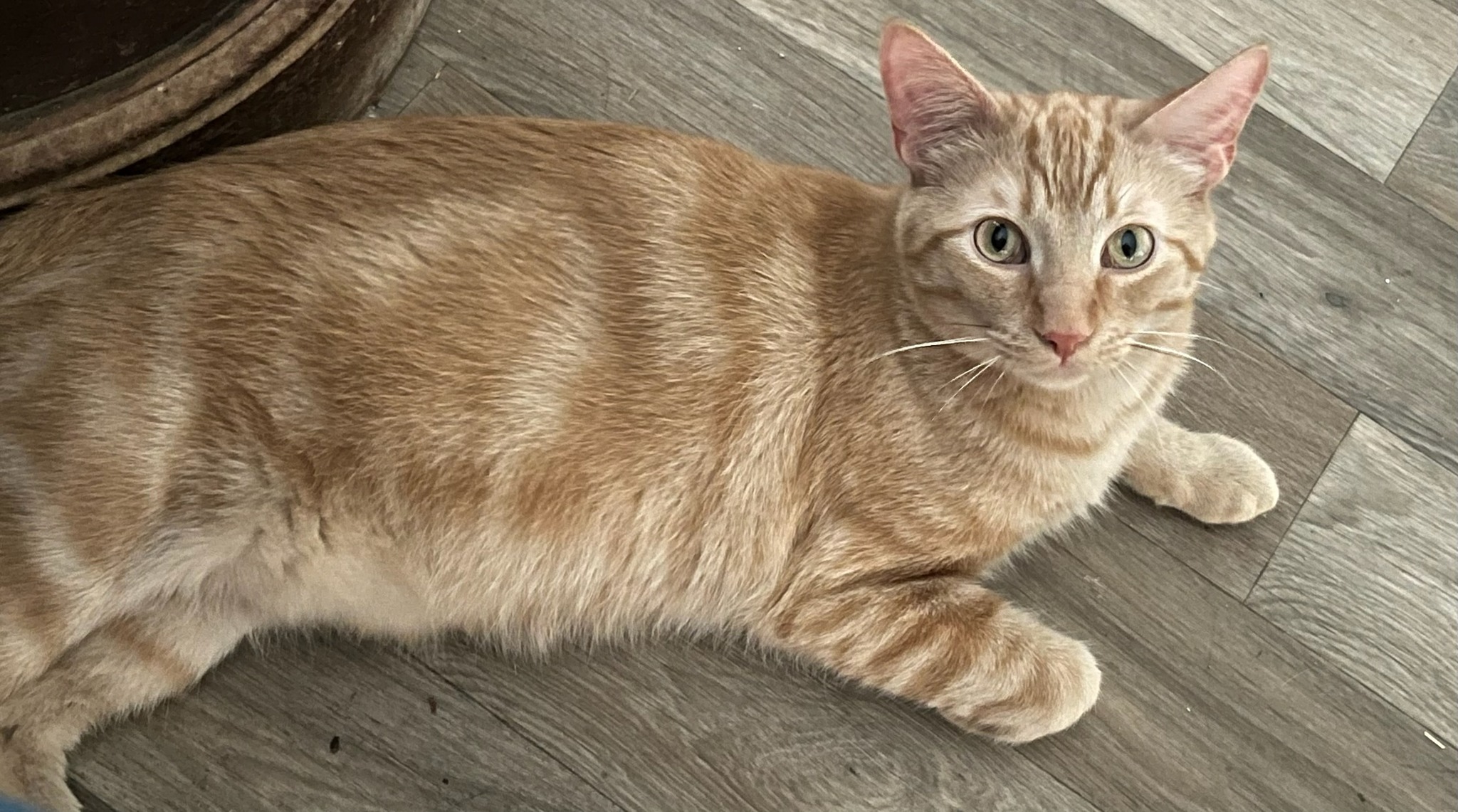 Lost orange tabby cat near Joppa and Darrow in Vermilion, Ohio