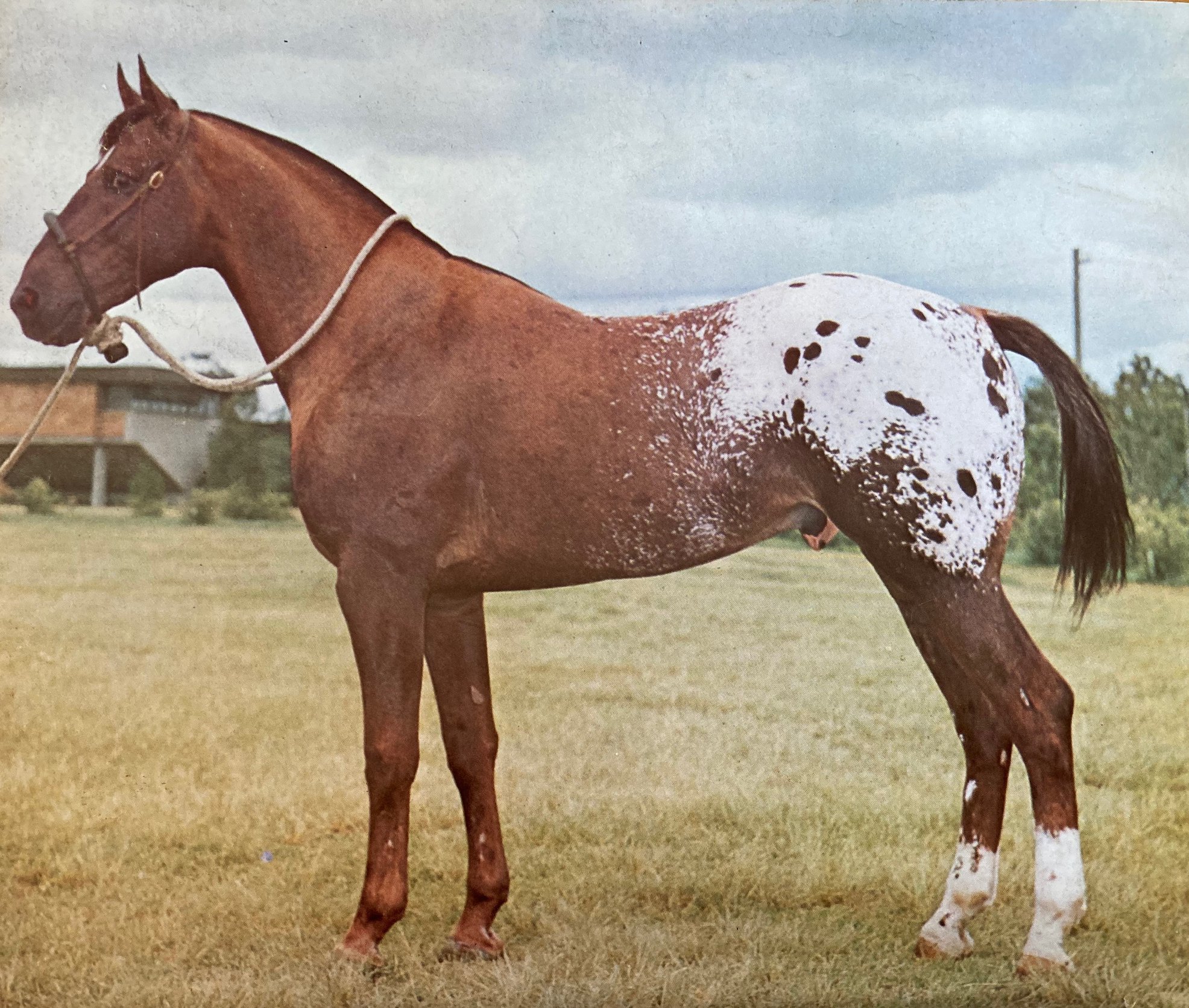 Time for some spots.... - Equestrian Memories Australia