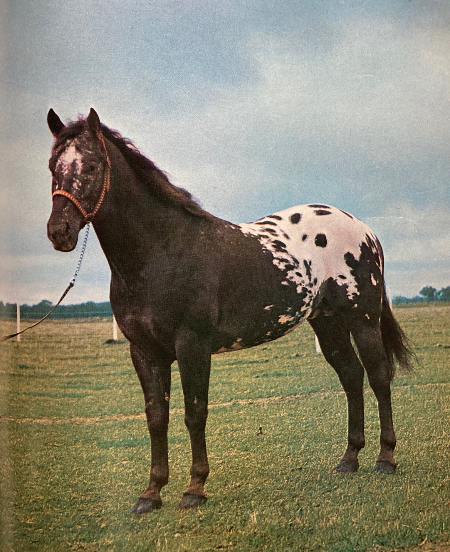 Time for some spots.... - Equestrian Memories Australia